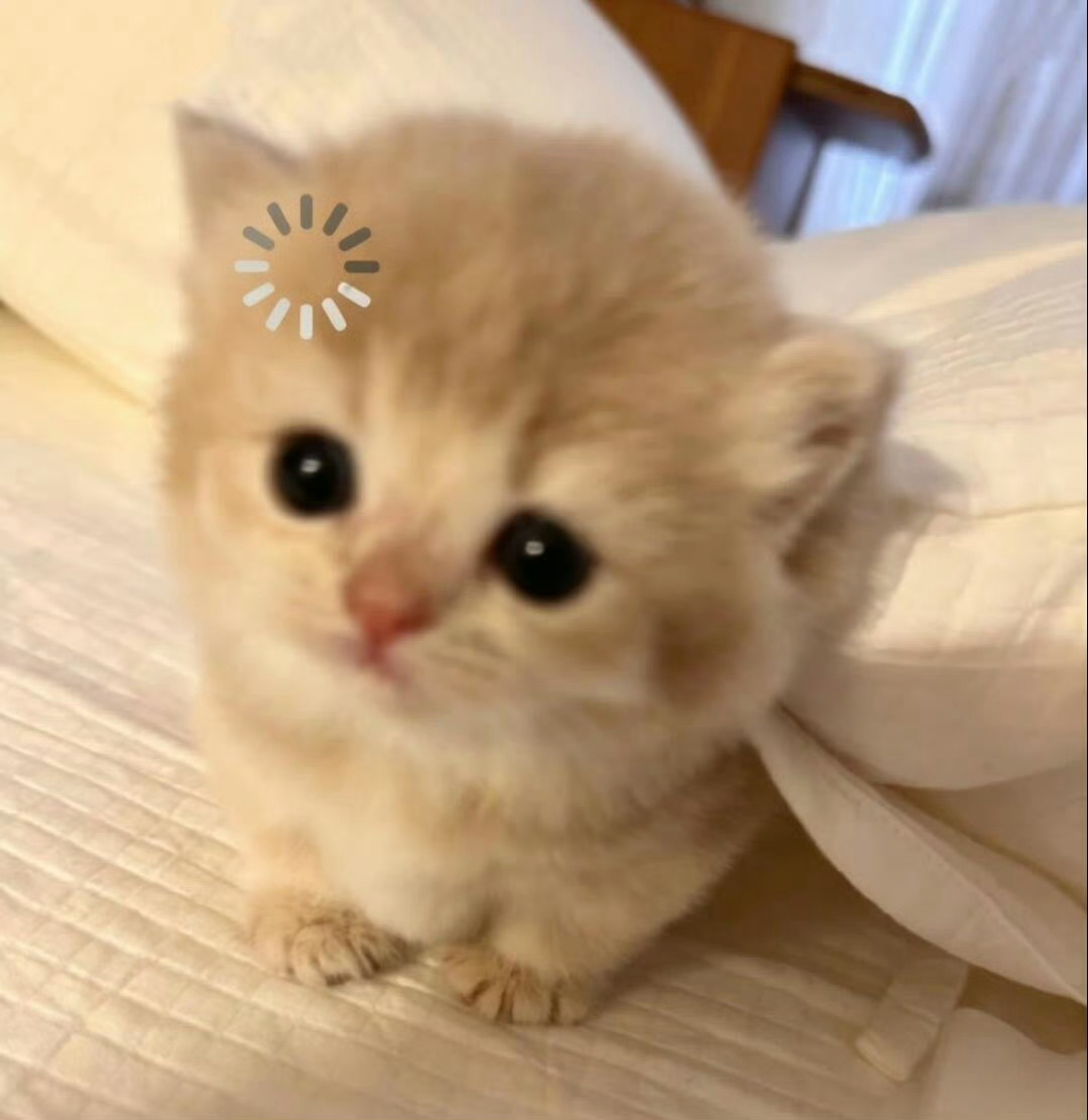 码一个轮博记录帖୧₍˄·͈༝·͈˄₎୨🌾 3025 2000 2000  20