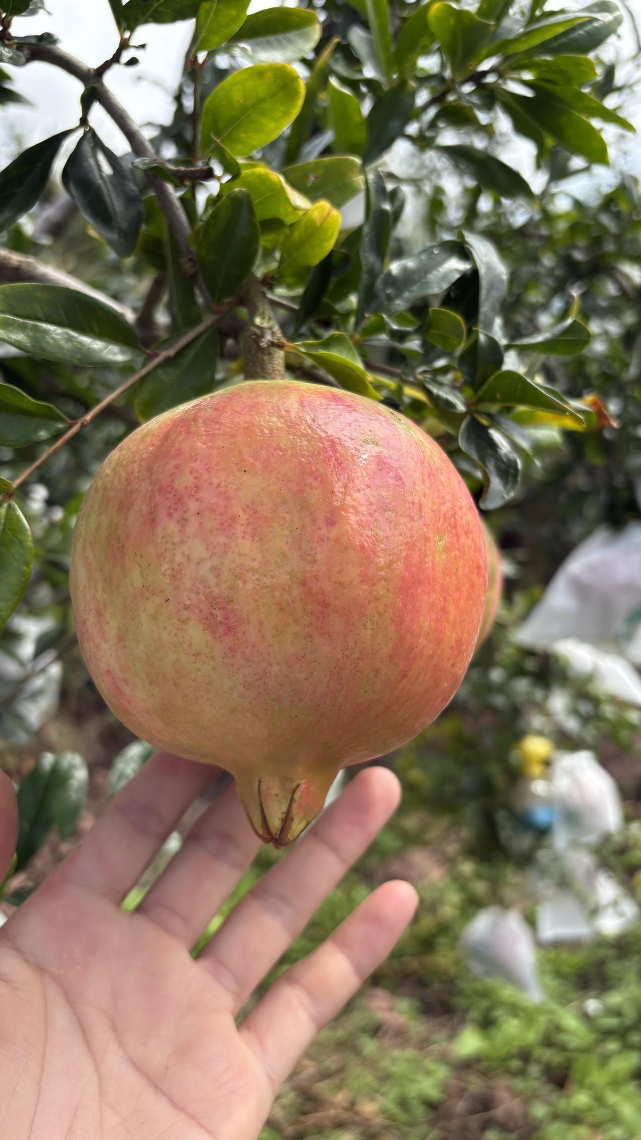 突尼斯软籽石榴
