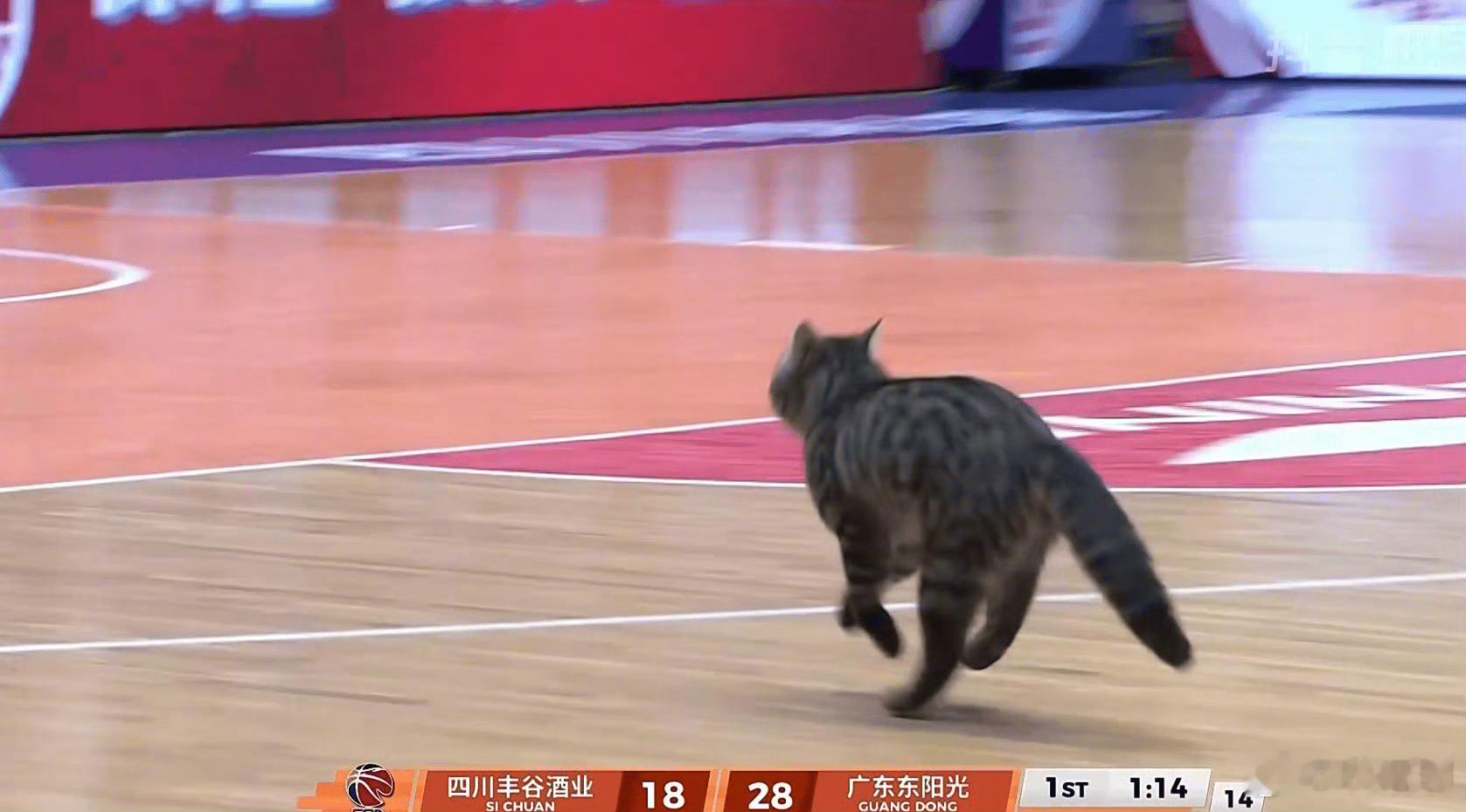 胖狸花闯进CBA赛场这是体育馆周边的野猫跑进场馆了吗？一般家猫应该不可能进馆里的