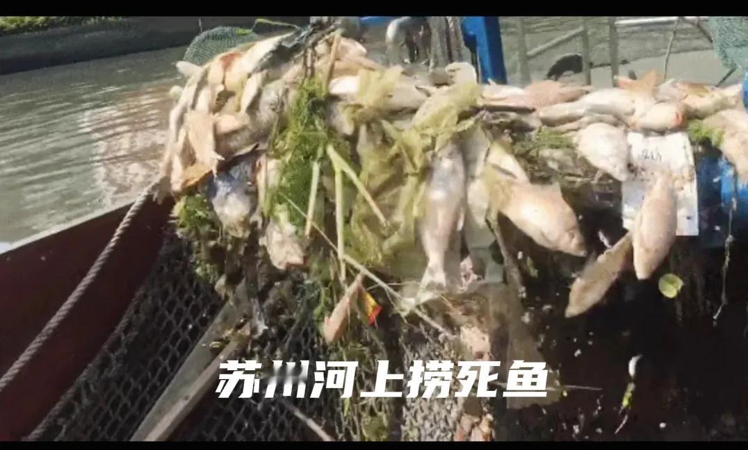 当下的生活质量显著提升，尤其是部分老年人，退休之后拥有养老金，收入颇为充裕，衣食