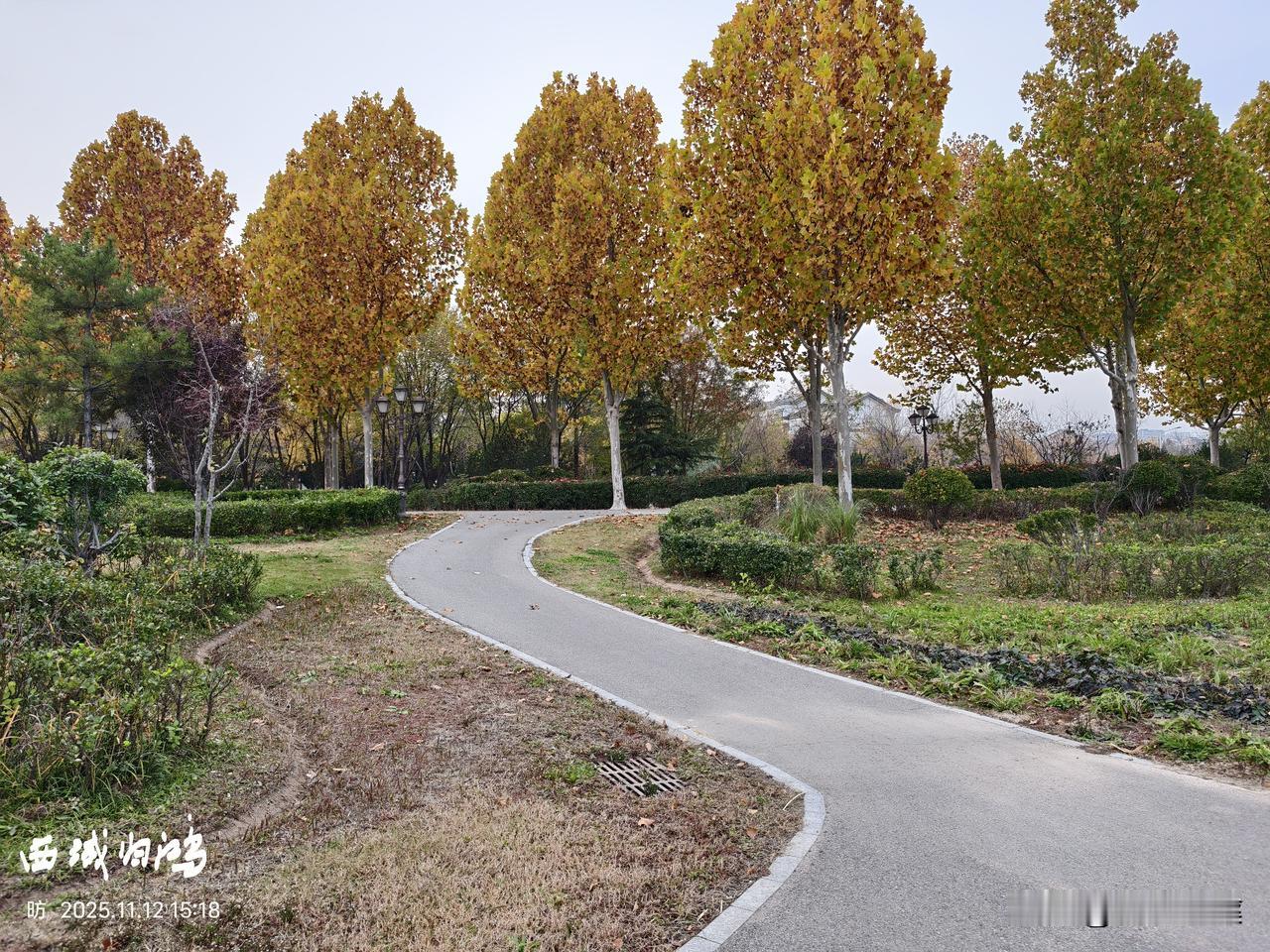 可以分享一张秋景树叶的照片吗一条小路细又长，一直伸向迷雾的远方……，在那一片宽广