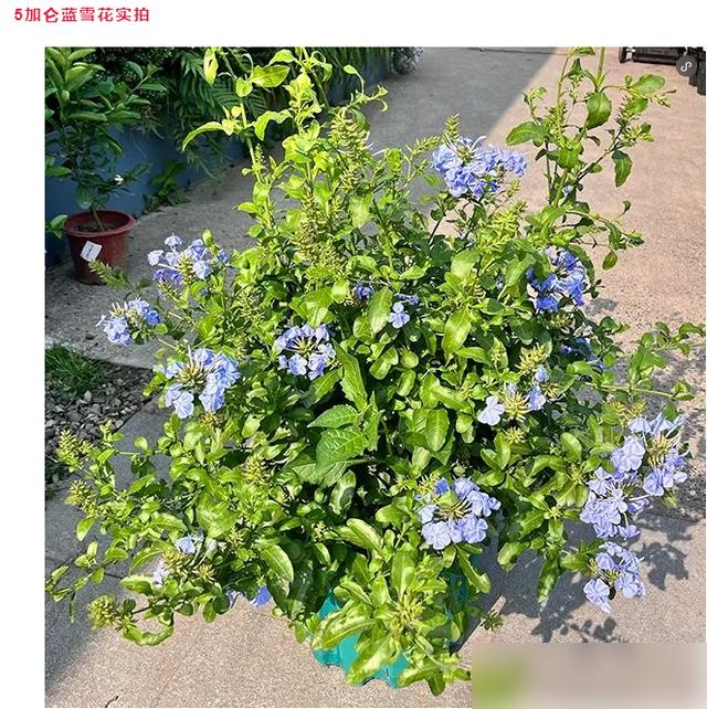 谁懂啊！夏天热得黏糊糊时，我家蓝雪花居然越晒越疯！最近三伏天40度高温，这蓝花球