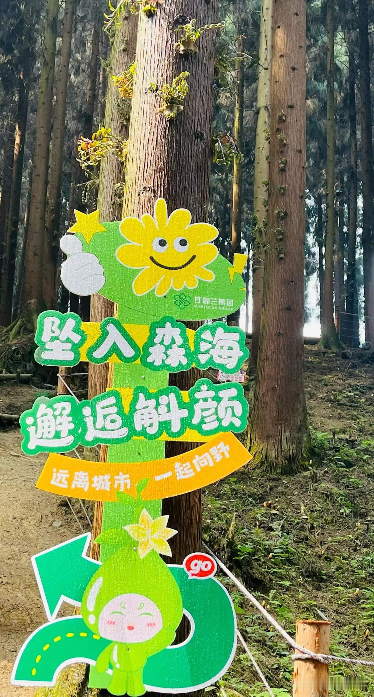 走进龙门山脉中坝森林公园，遇见树上铁皮石斛栽培。
图文原创：林姐姐
夏日生活打卡