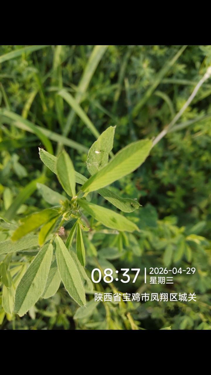 陕西省宝鸡市凤翔区城关镇凤泉东路030号。