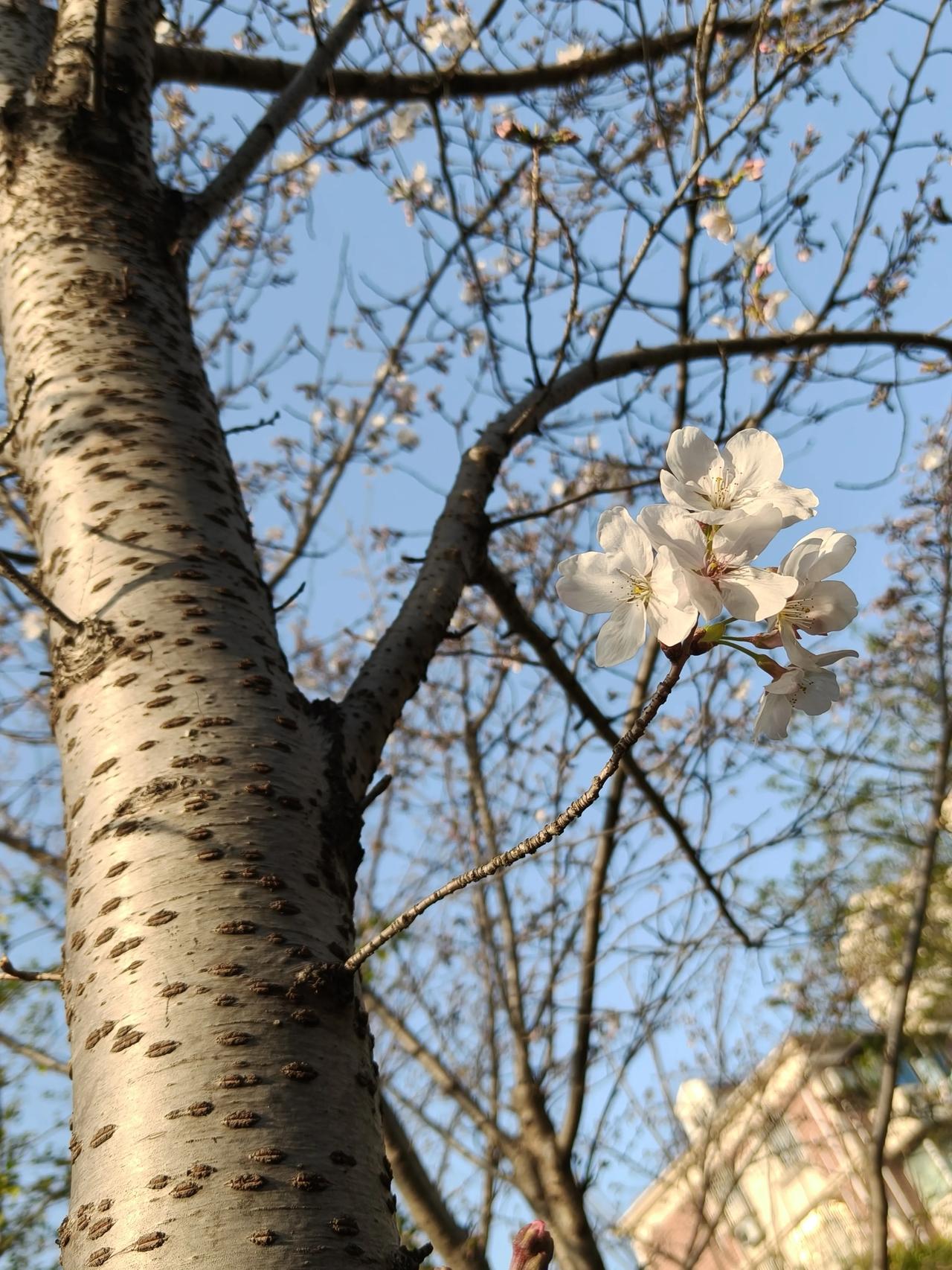 风一拂过，春天便有了模样。枝间抽芽，春水漾波，陌上花开，天地都被晕染成一层柔软又