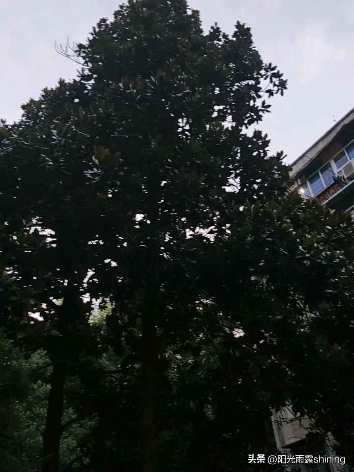 漂亮的玉兰花你喜欢哪种颜色?白色的，附近白色的玉兰花居多，现在七月了，玉兰花基本