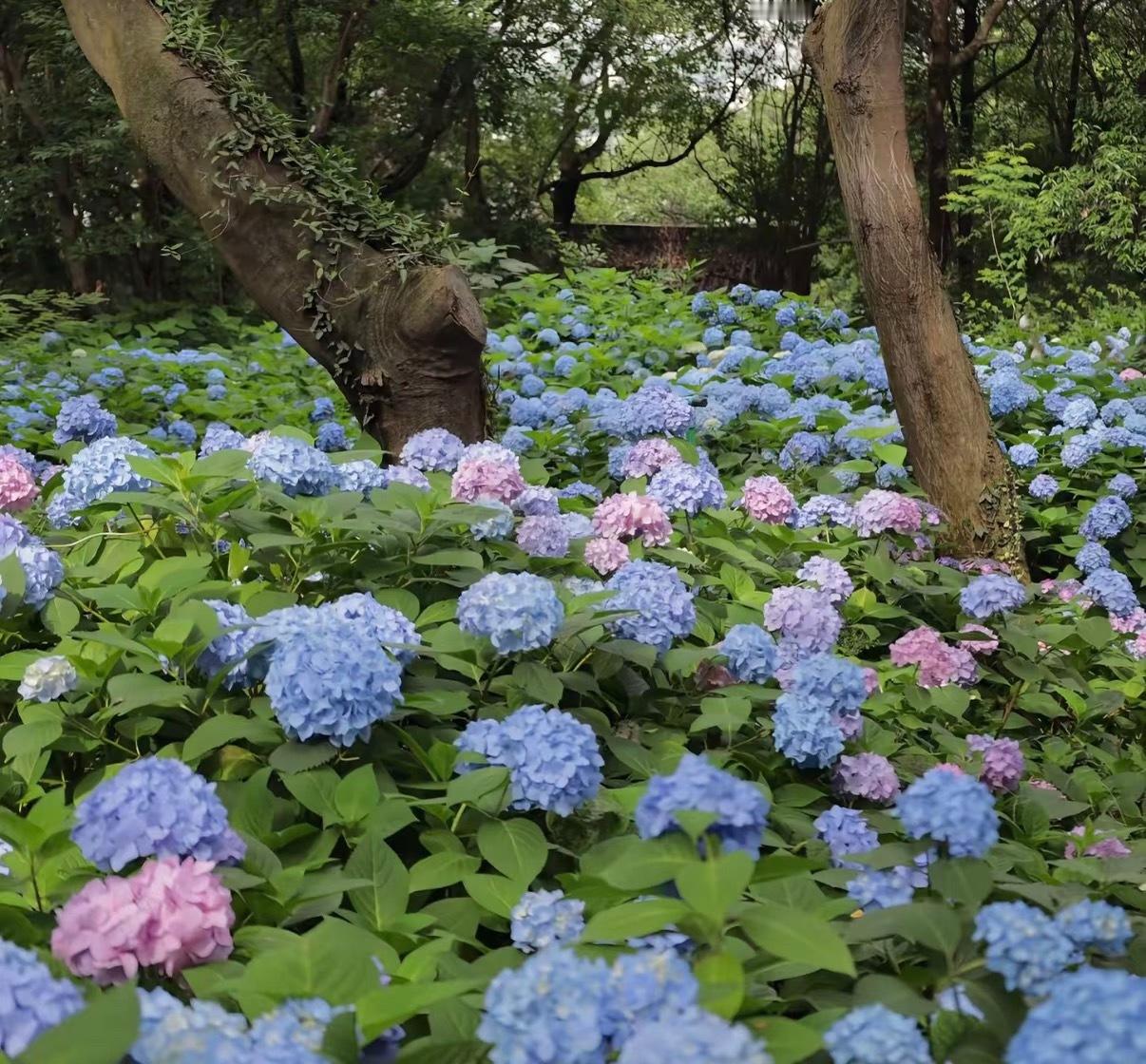 绣球花1. 栽培方式：腐叶土+泥炭土+松树皮+珍珠岩，疏松肥沃微酸性土；根系细密
