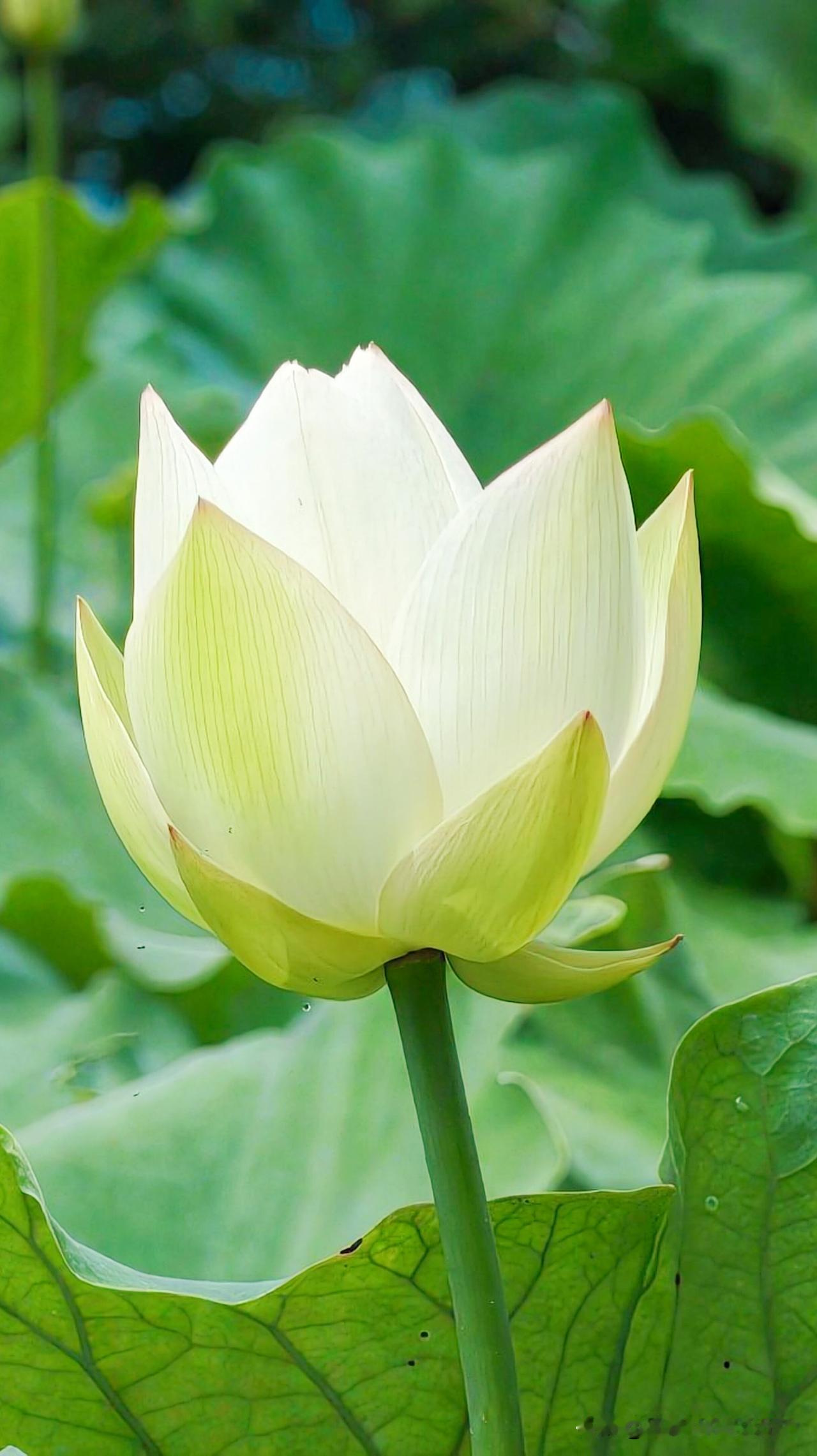 一朵白莲花在绿叶中绽放，那画面想想就美。我想起在公园荷塘看到的景象，粉白的荷花在