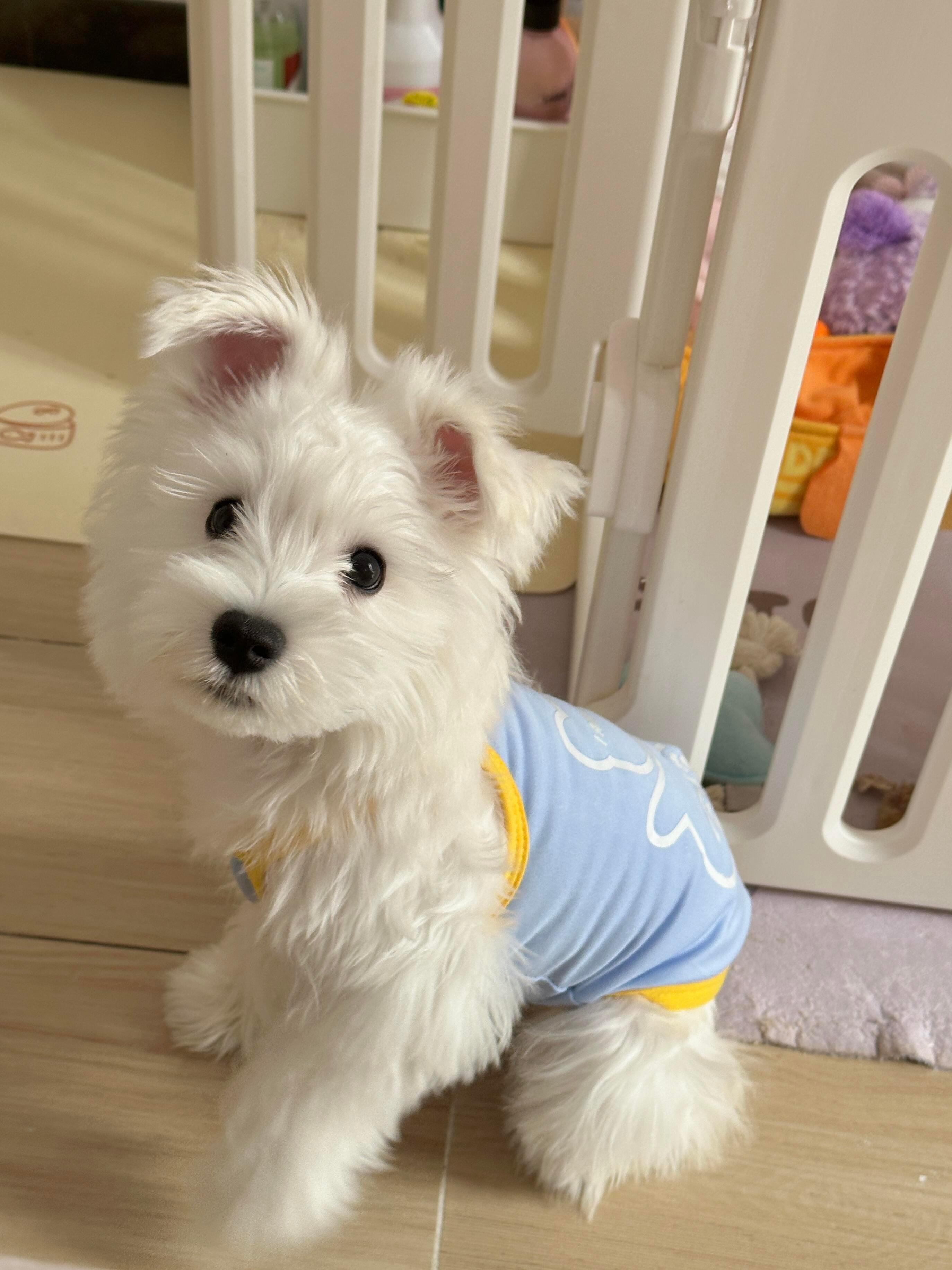 右滑看小狗变小兔怎么回事这突然就立起来的耳朵 ​​​