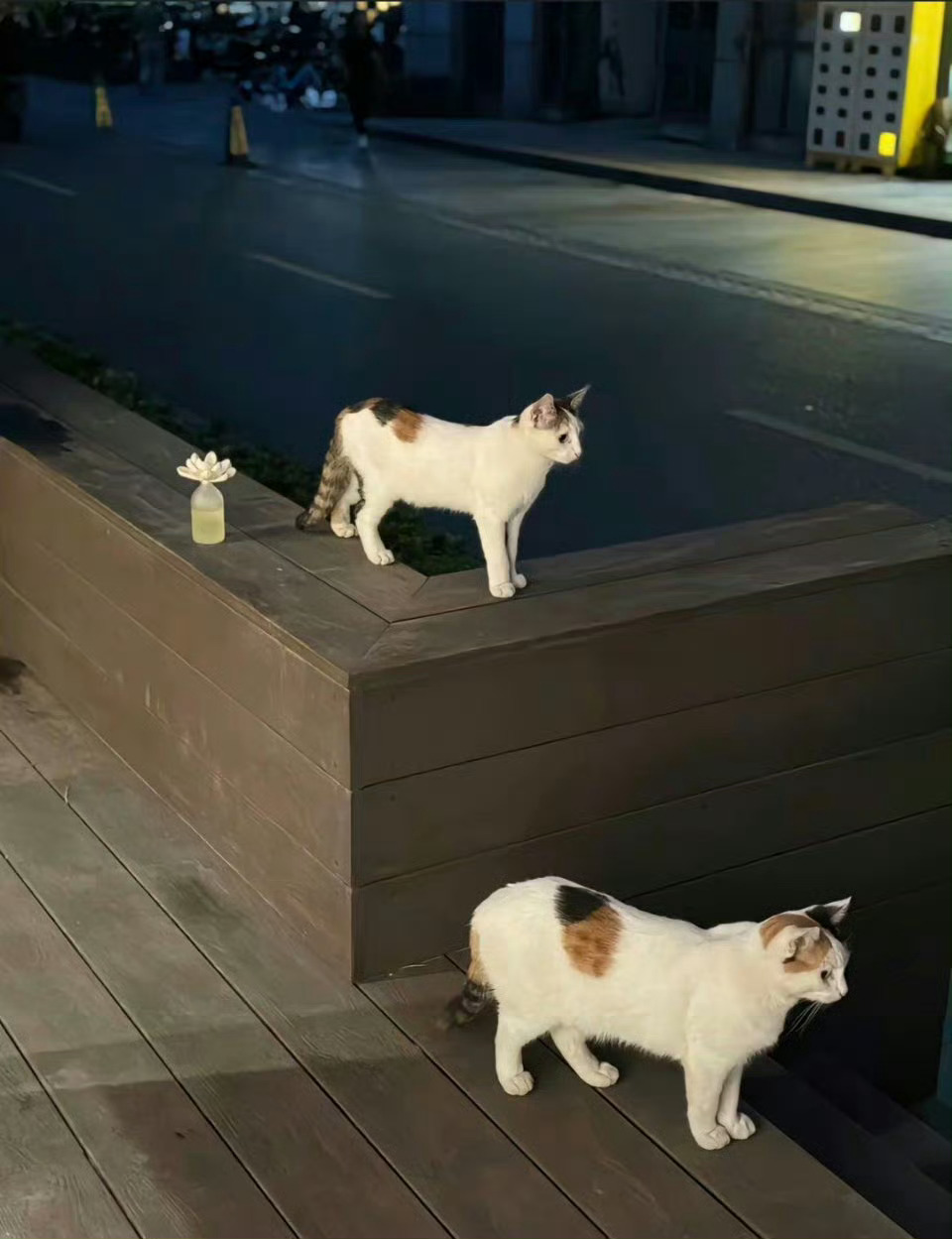 猫咪影子分身术[哆啦A梦吃惊] ​ ​​​