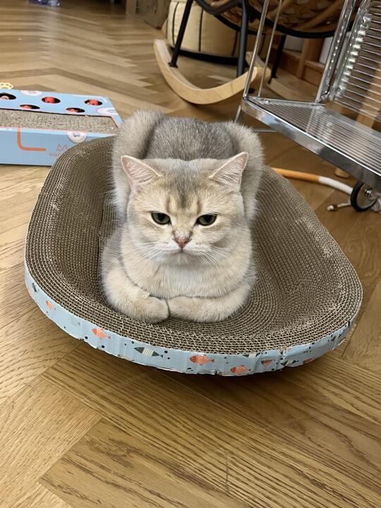 谁家的傻猫啊