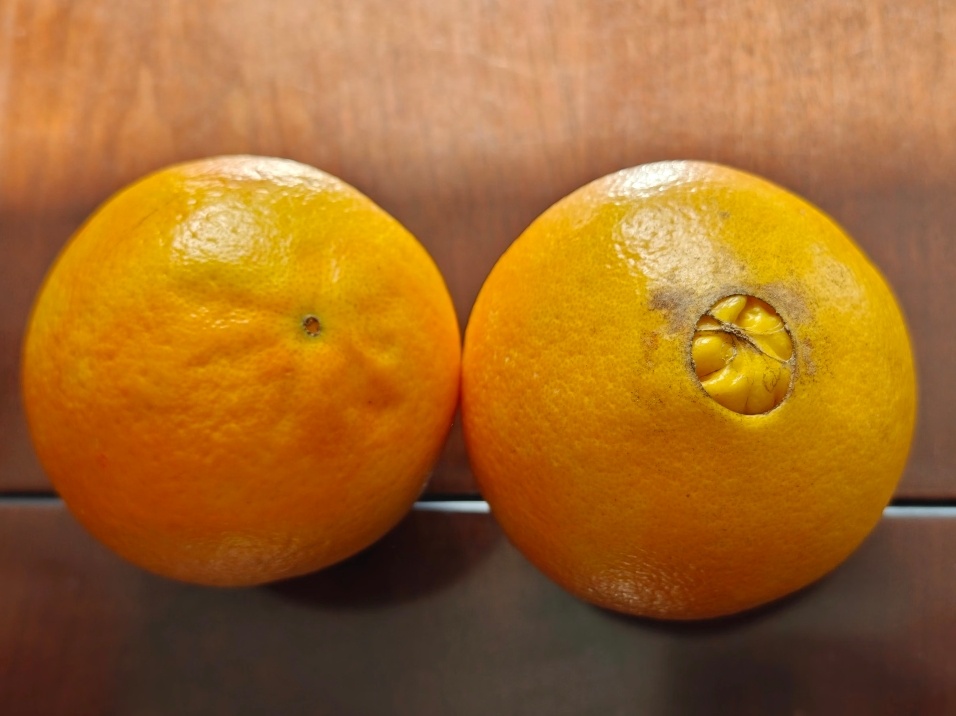 【脐橙还分公母？母的还更好吃？】据说，脐橙是有性别的。底部圆圆“肚脐”开口大，就