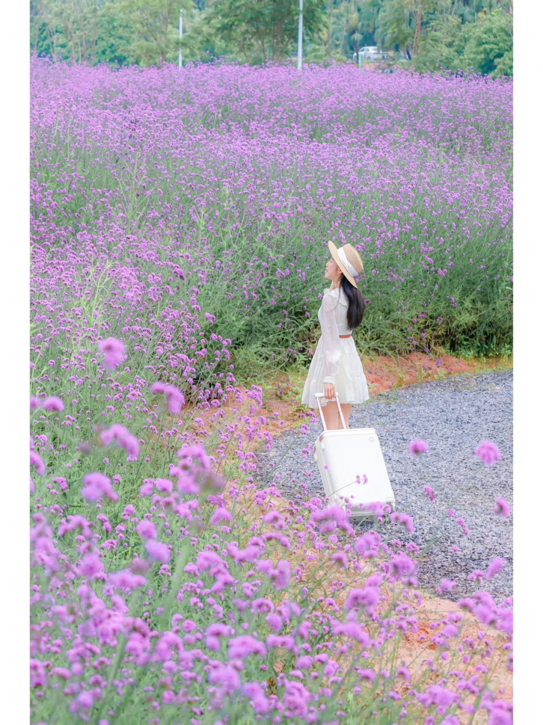 哇！东莞这一大片粉紫花海💜实在太浪漫了💕