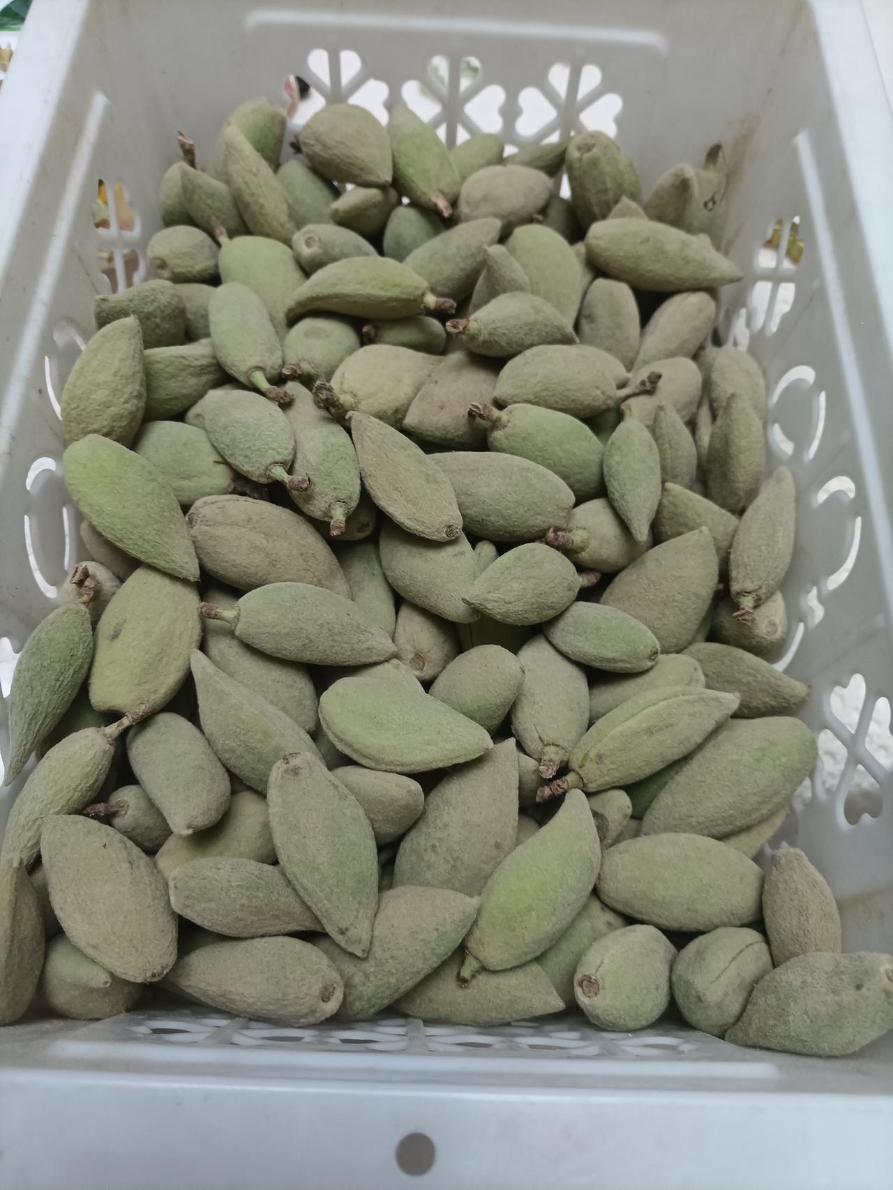 妻子怀着好奇心在网上购买了一筐巴达木新鲜果，每一颗都是绿色的，中间大两头小，我用