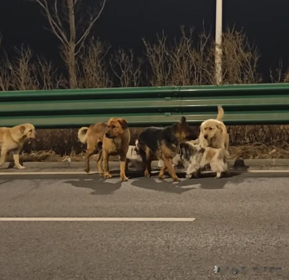 《七条狗教给我们的事》
吉林长春那七只狗火了。

被偷狗贼装上车，半路从高速上掉