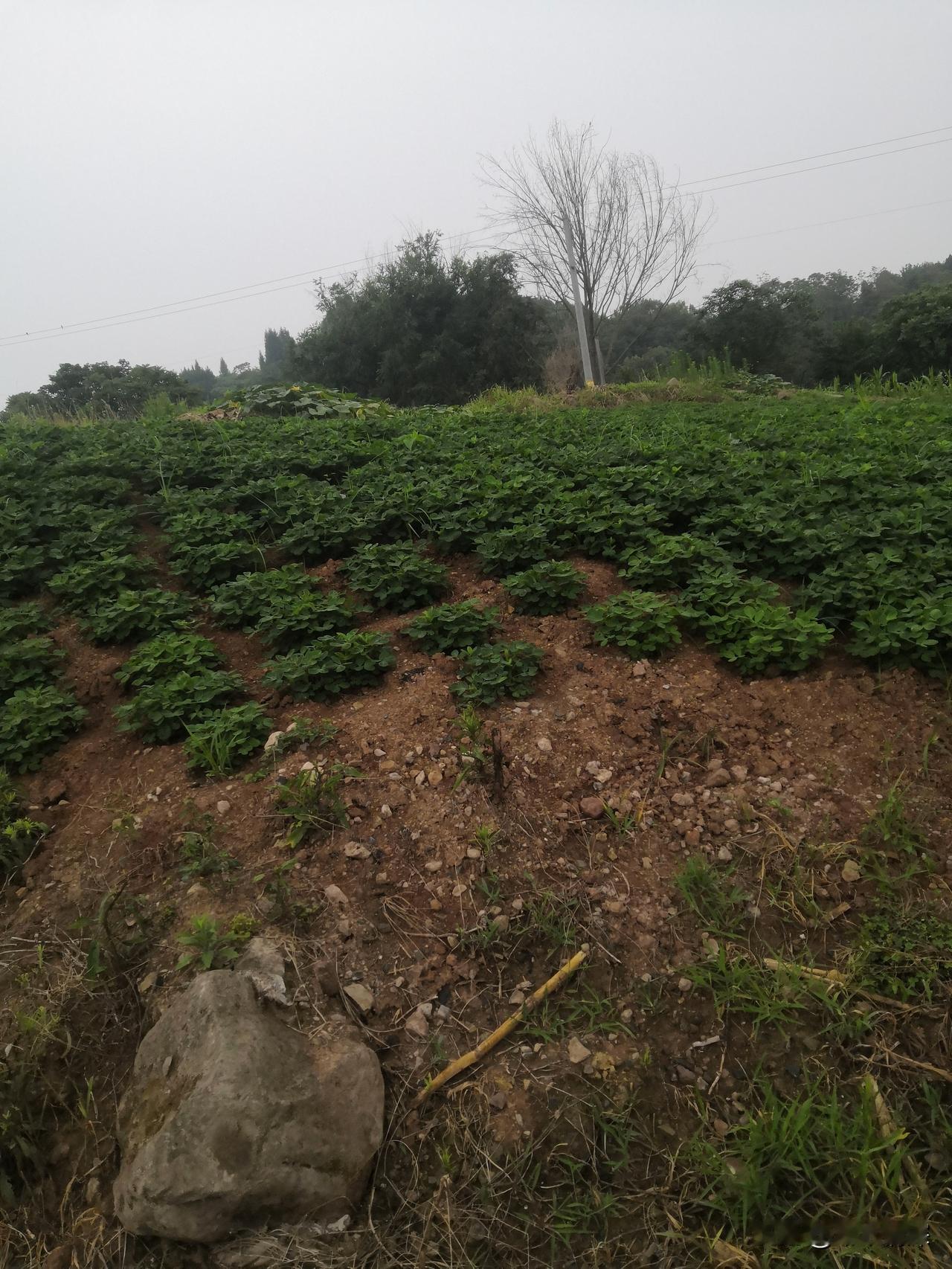 中江县冯店农村山坡上的花生，那叫一个香！冯店镇在中江县城南偏西，面积72.71平