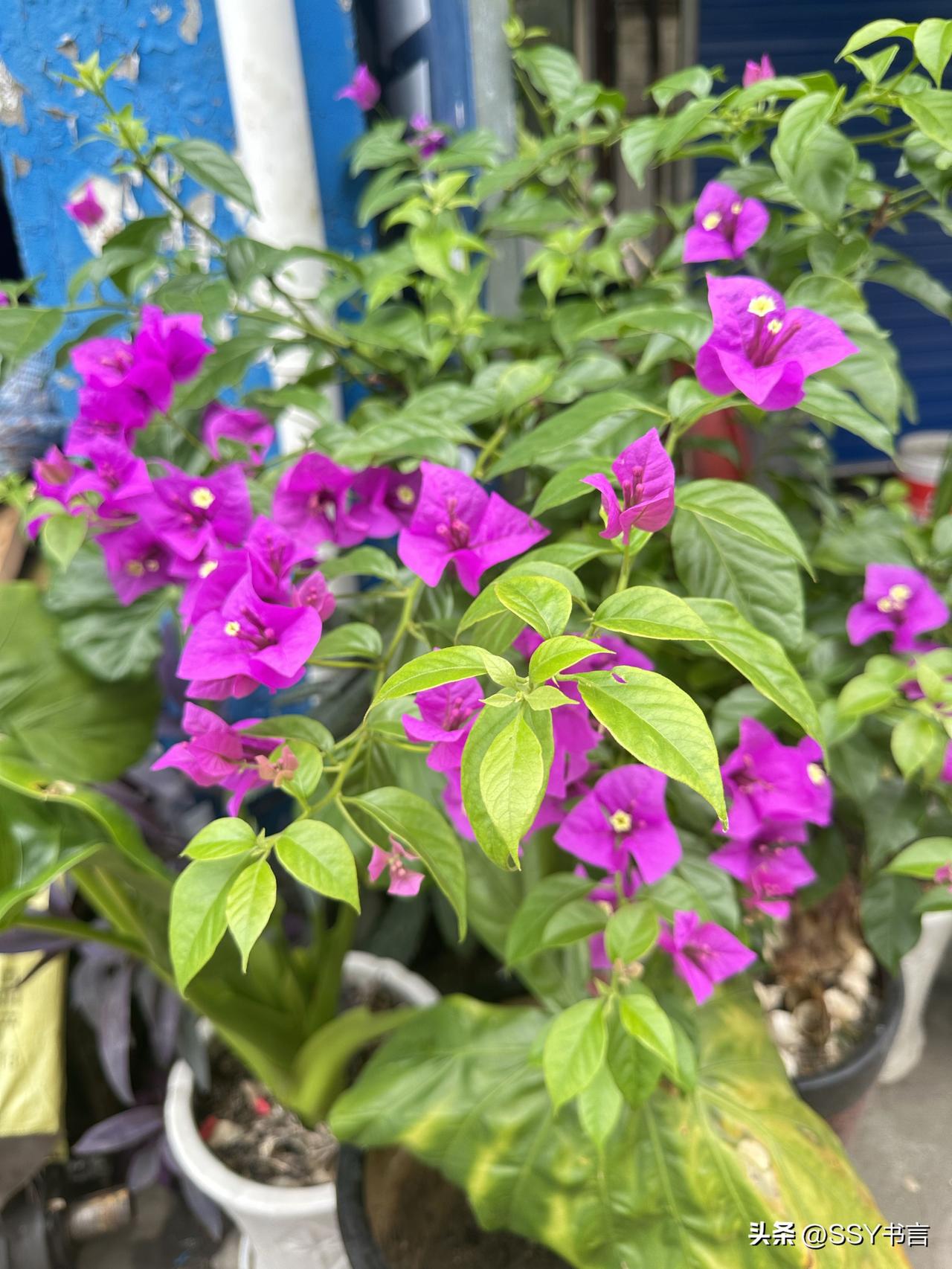 紫花映碧叶，春意满庭芳。