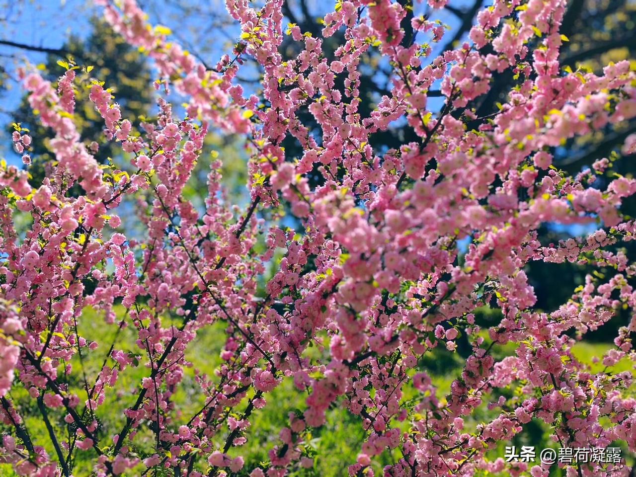 与家人共赏春景，照片定格美好，亲情在春日更显温暖，欢笑声与鸟鸣共谱生活乐章。