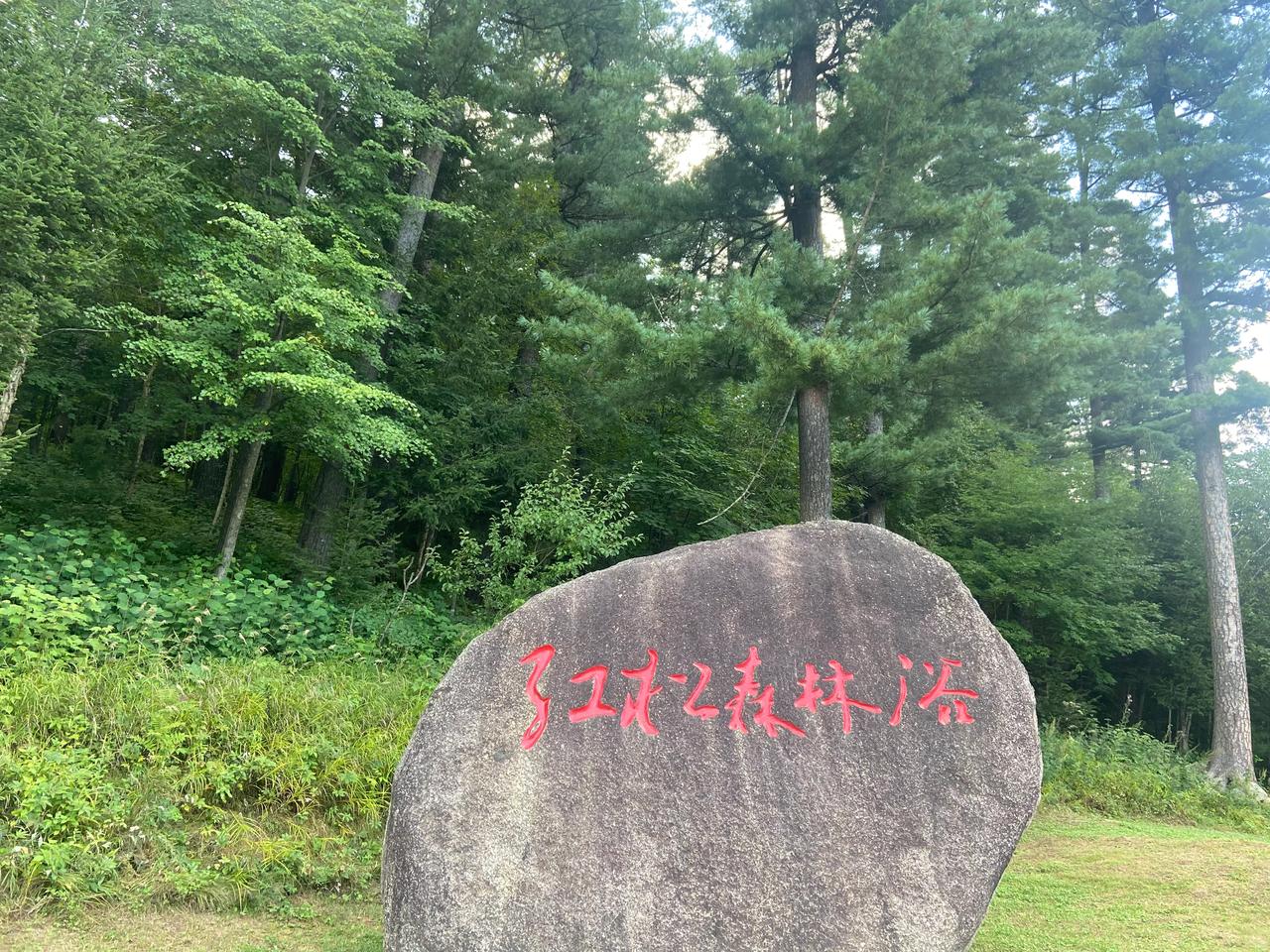 伊春红松森林

白桦林

很美

空气清心

氧气充足

目前唯一不好的就是交通