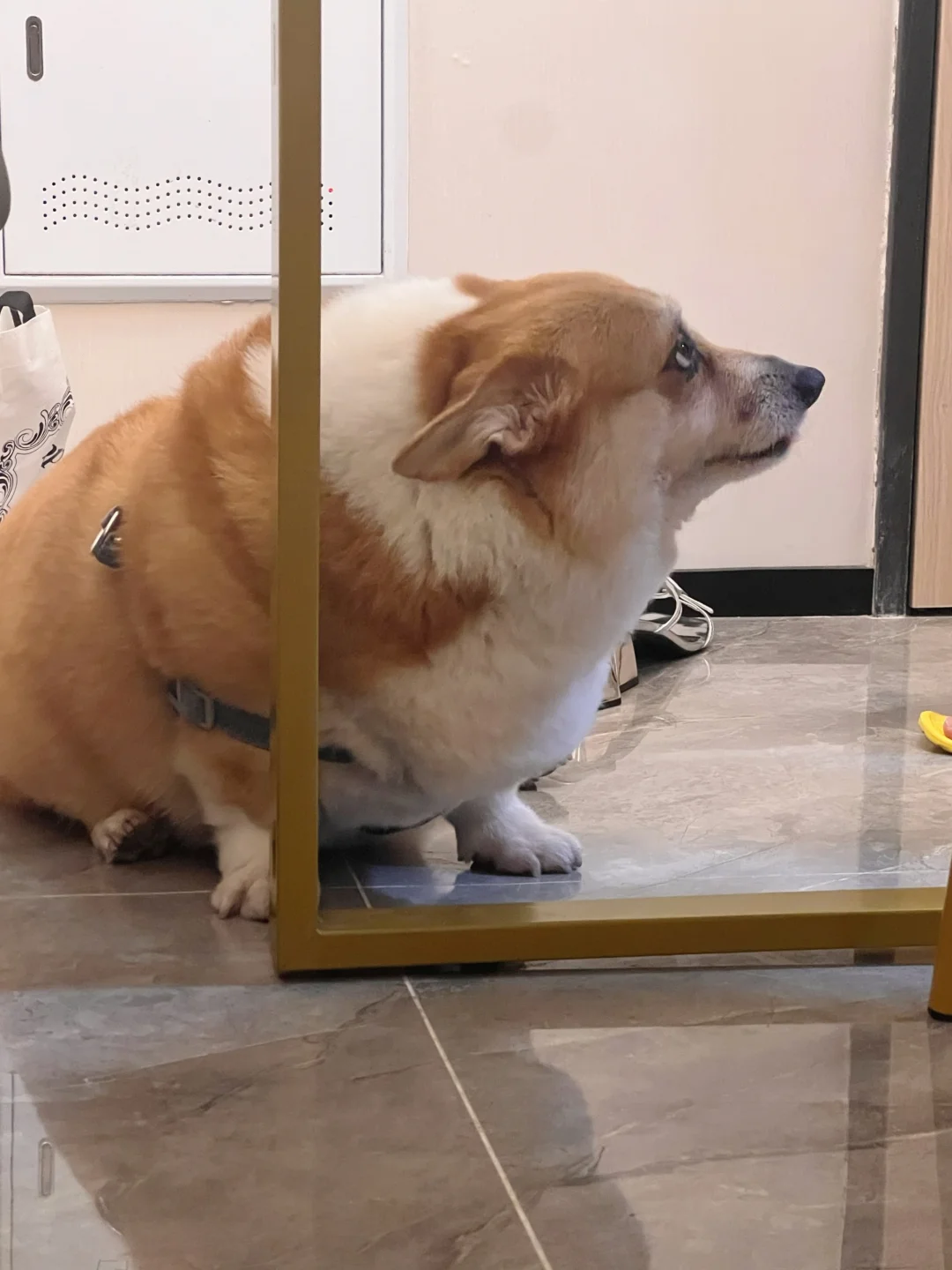 “我只不过是偷吃了半个粽子而已”