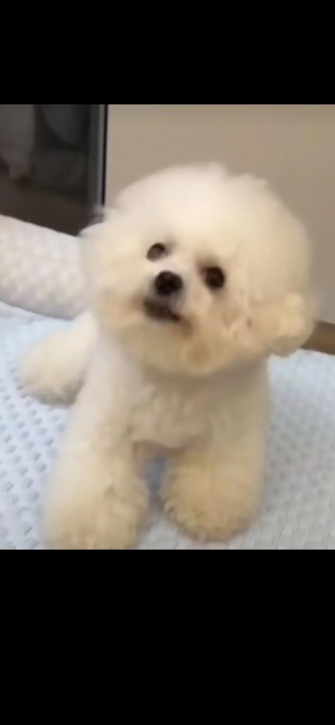 小狗狗，你开心吗？