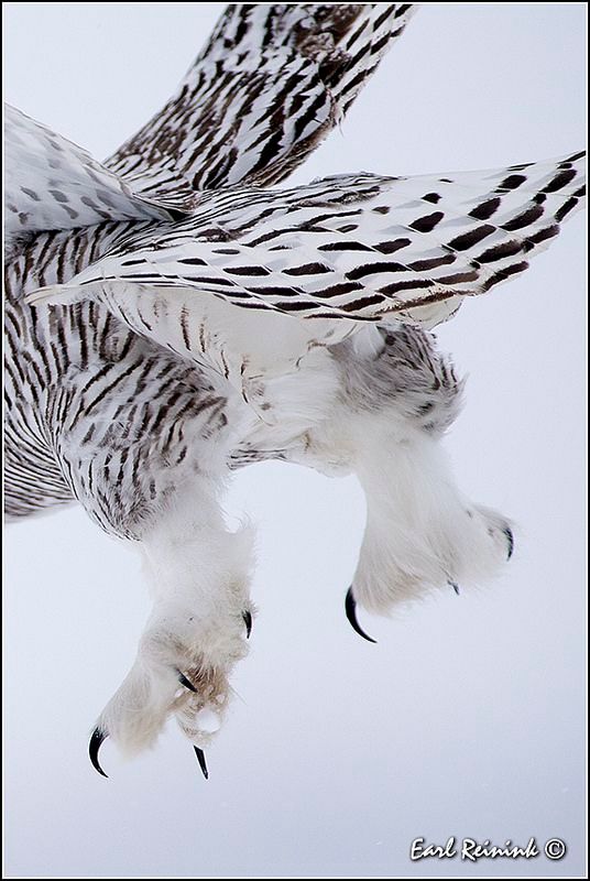 猫宁！！今日给您奉上的是毛绒绒的猫头鹰爪爪~ 