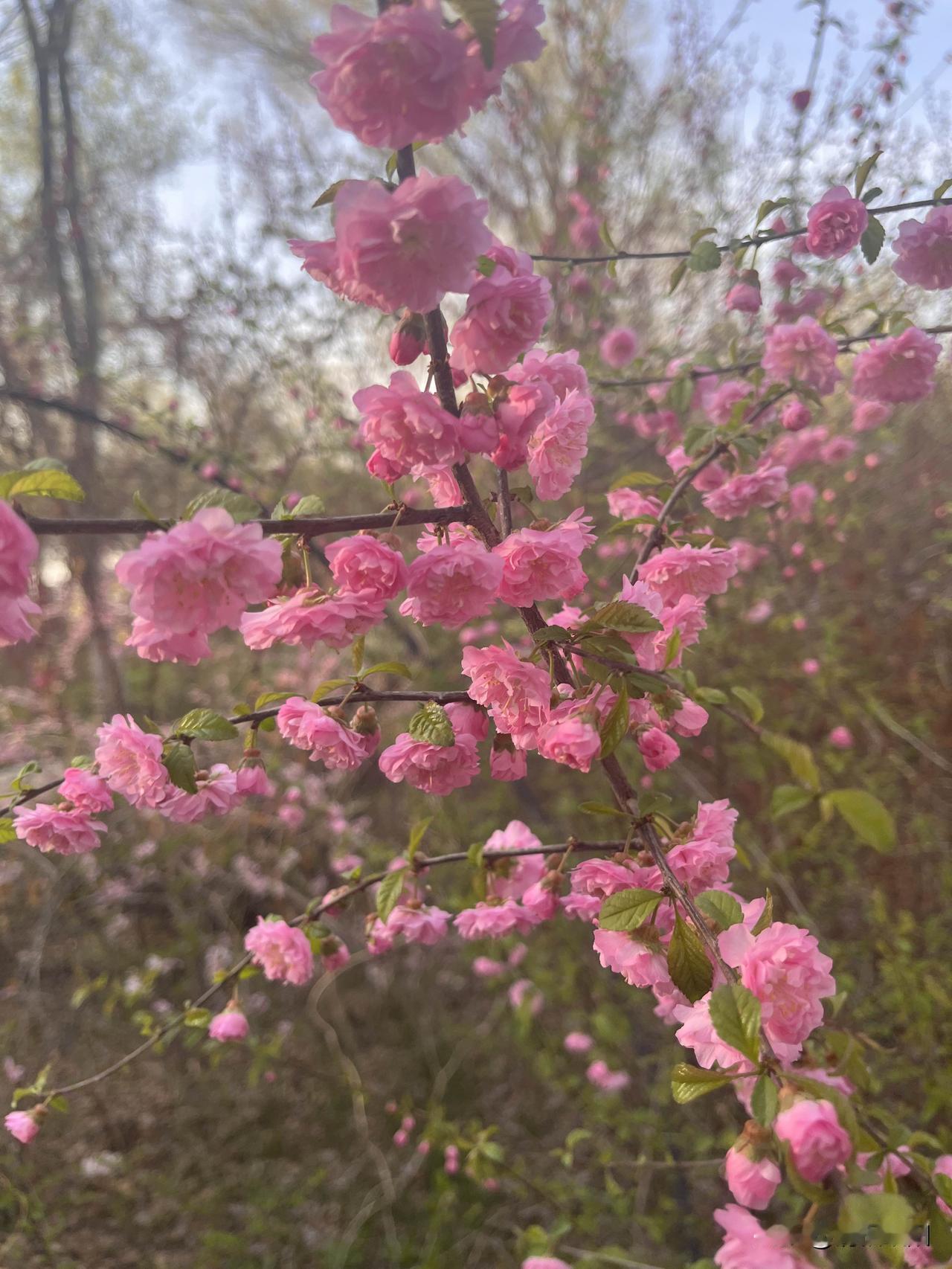 思念像风
可以抵达世界
任何角落
思念如云
悠悠然飘满
整个天空

岁月沧桑了眉