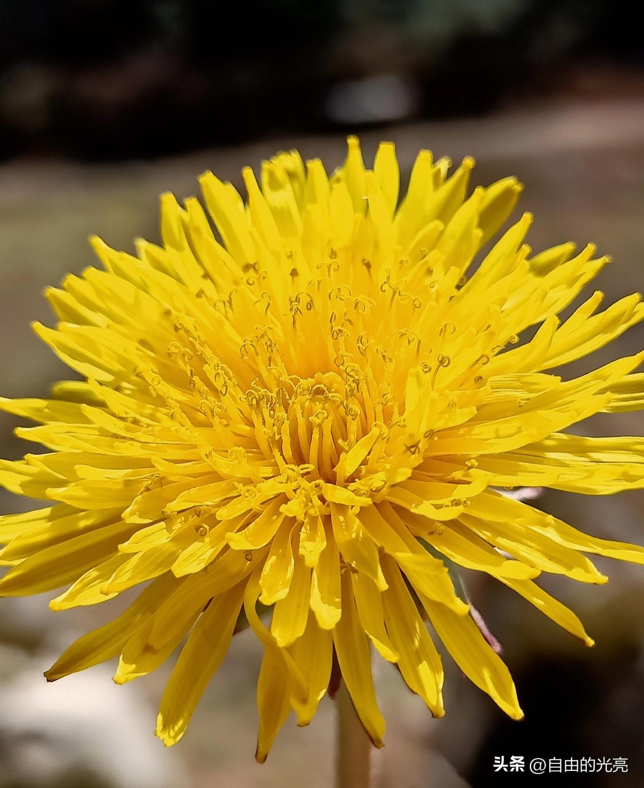 这花以前在农村遍地都是，但现在已经非常稀少了，城里人相信很多都没见过，美到你心醉