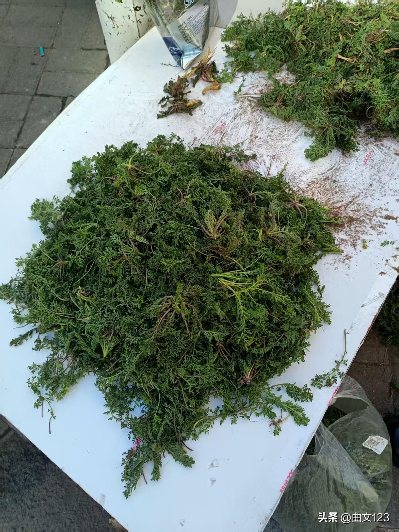 发觉山东人太爱吃荠菜了，尤其烟台和威海，零卖的五元一斤！