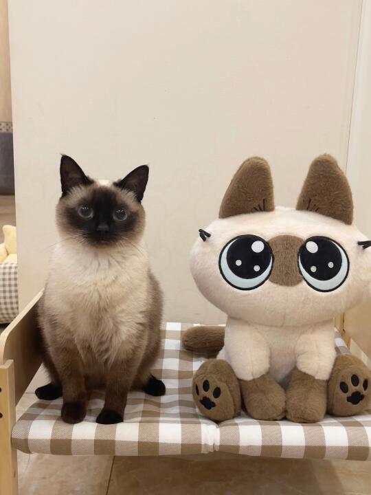 被我养到真的小豆泥啦