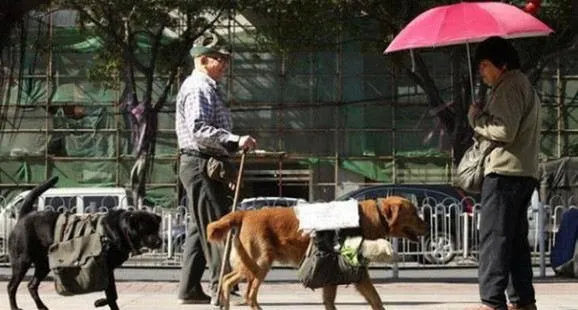 大狗背着两只小狗，还有纸牌，看到内容后，人们都愣住了街上，有一只大狗背着两只小狗