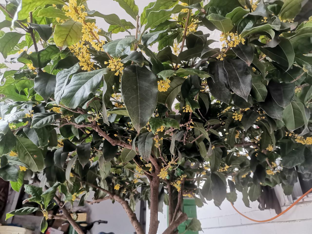 一庭一院一桂花
恰值双节盛花开
满院花香关不住
院外行人深嗅香