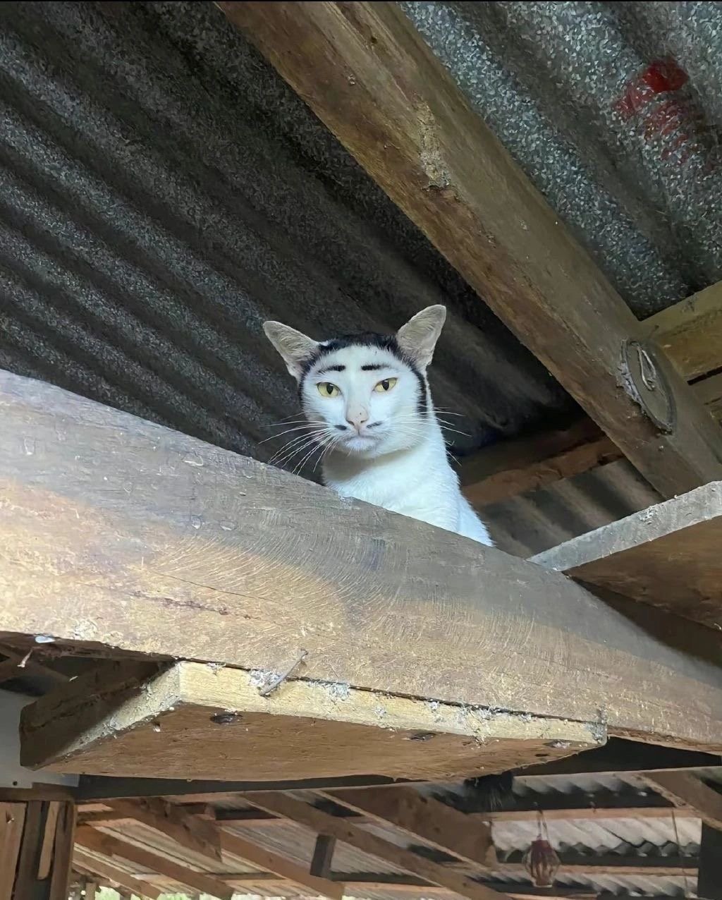 原来不是所有的猫咪都可以用可爱来形容[doge] ​​​