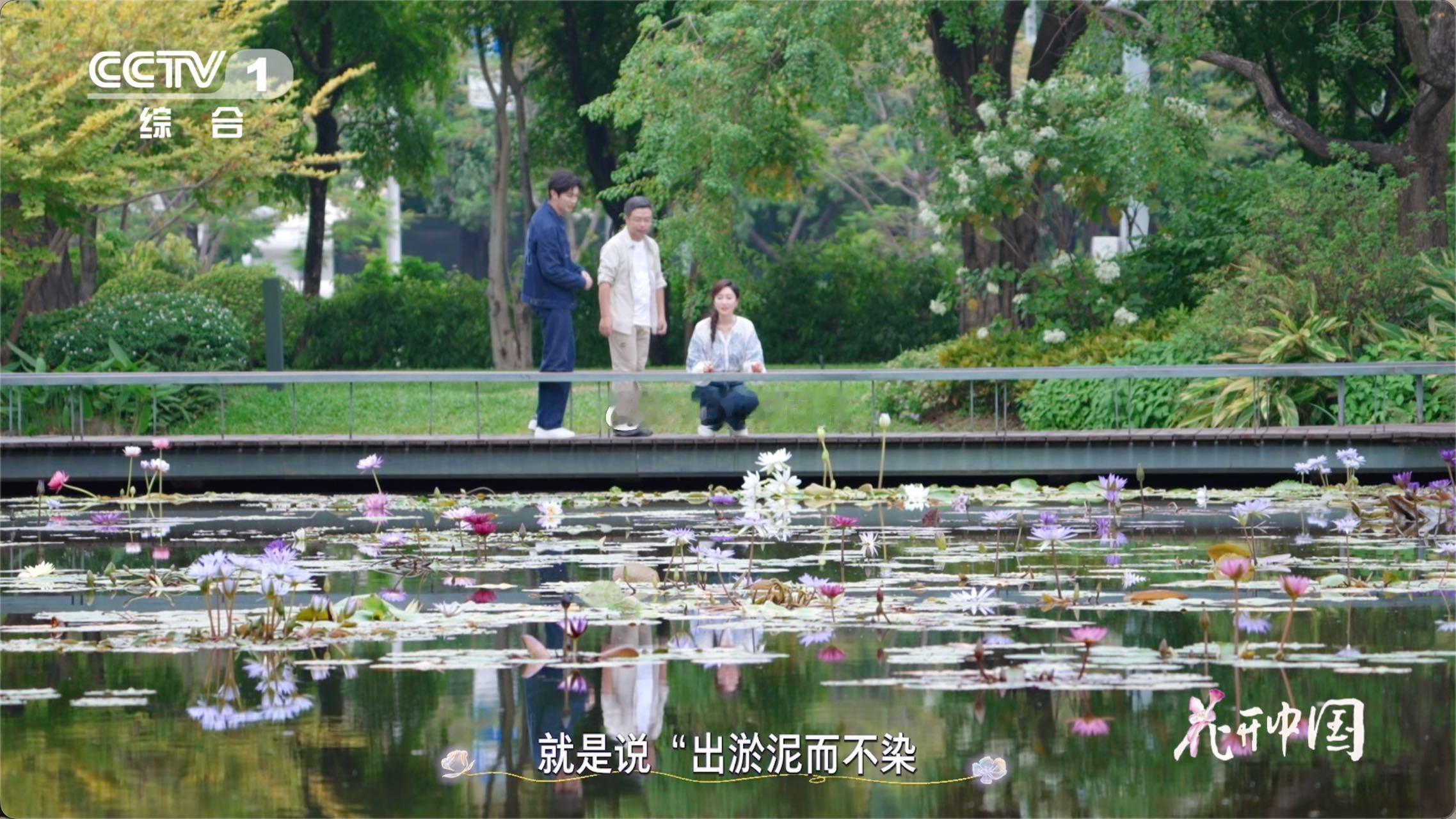 睡莲不是莲爱莲说的莲是什么花 植物学的正名让我们更懂自然，而文化的赋予让我们更懂