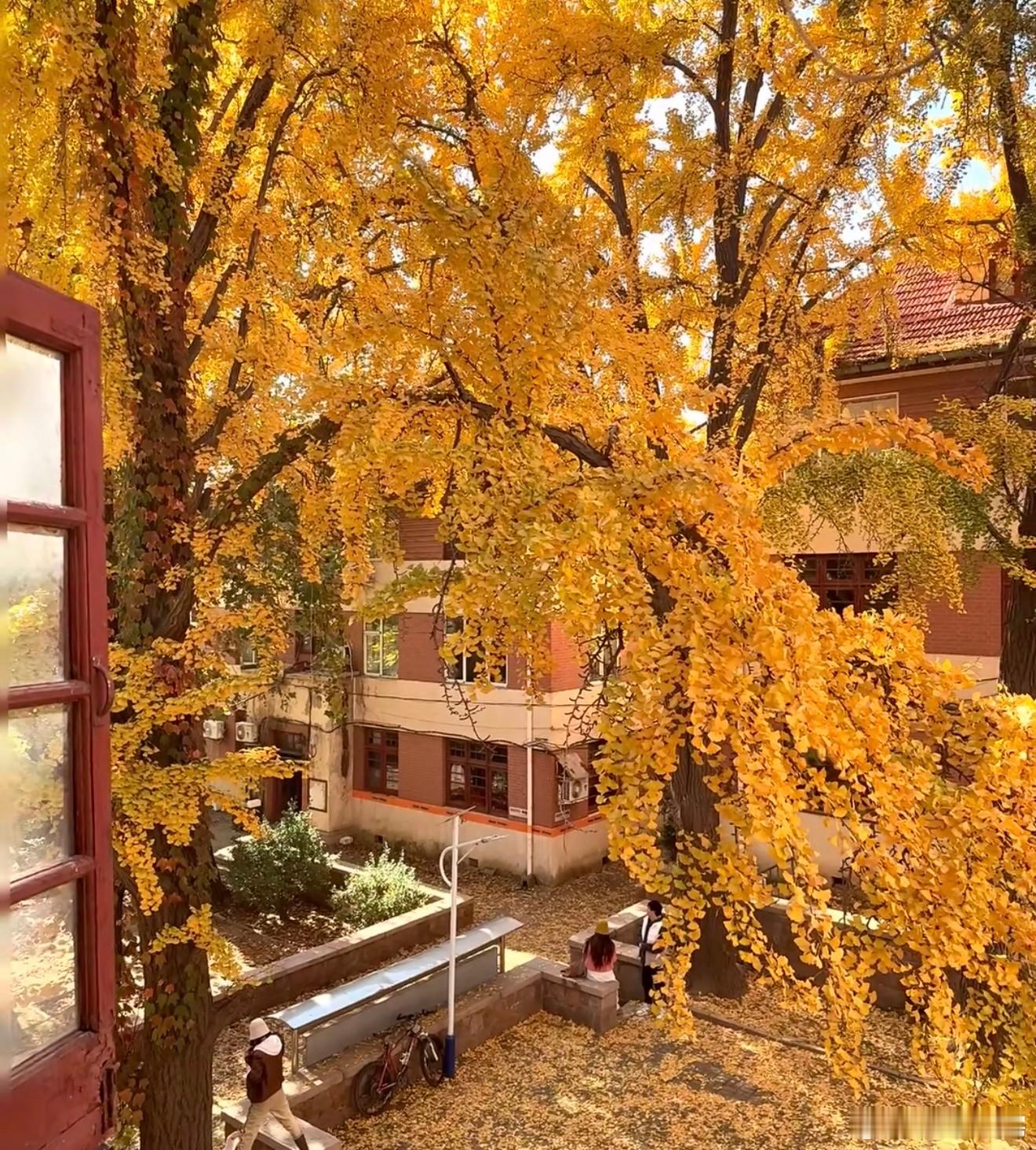 下雪 ？我还没准备好过冬！今天降温，出门可把我冻坏了，看来秋裤必须得提上日程。 