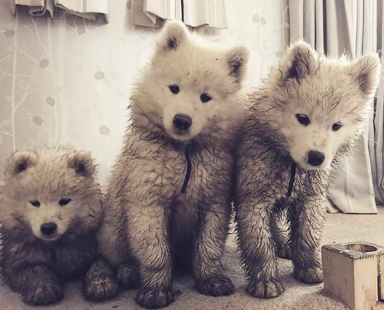 弱小无辜又爱玩泥巴的小可怜，主人血压高