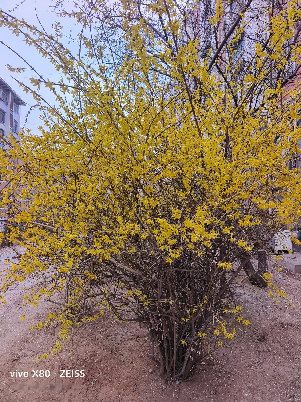 八姐游春，领略春的美景，一路溜达，阅遍了山间春色，一身疲惫走进小区，看到楼前这簇