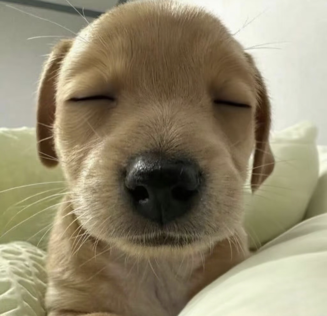 养猫养狗太低级了，我闭上眼就可以养神，难怪睁眼这么难，毕竟请神容易送神难 
