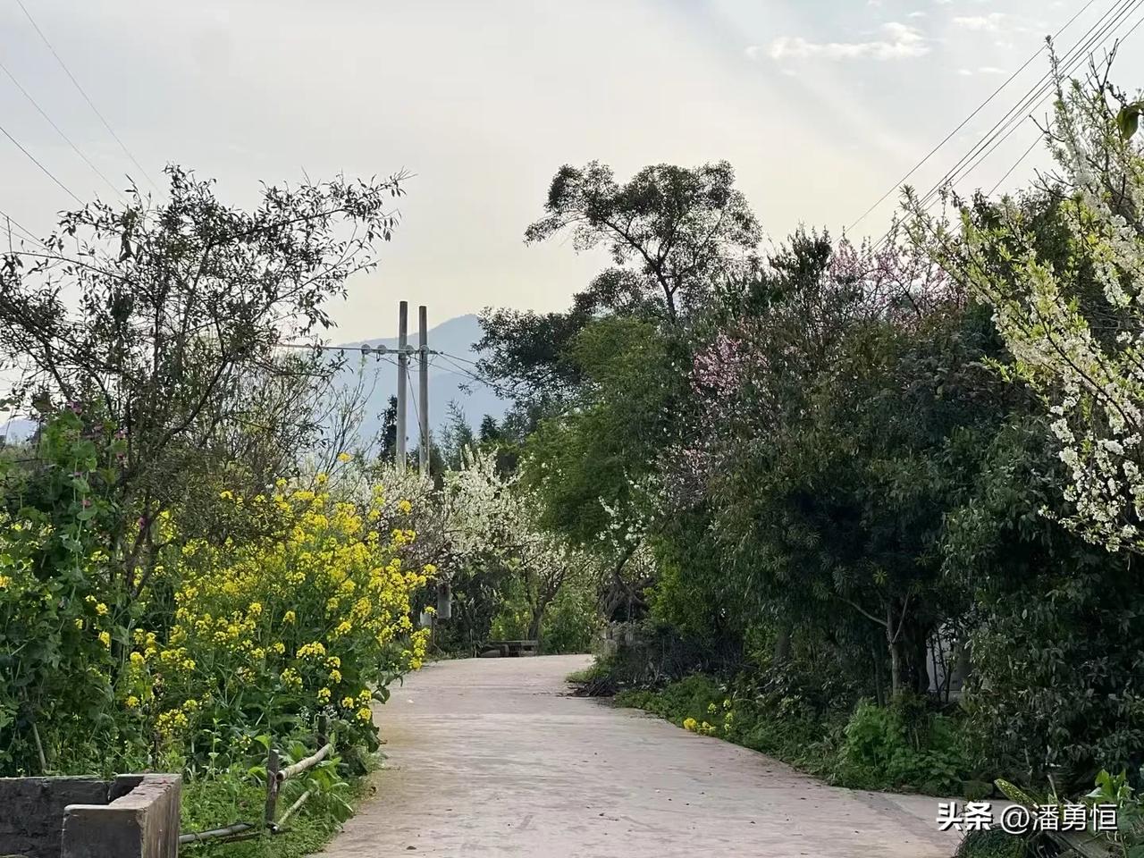 乡间小路，花香四溢，绿意盎然。