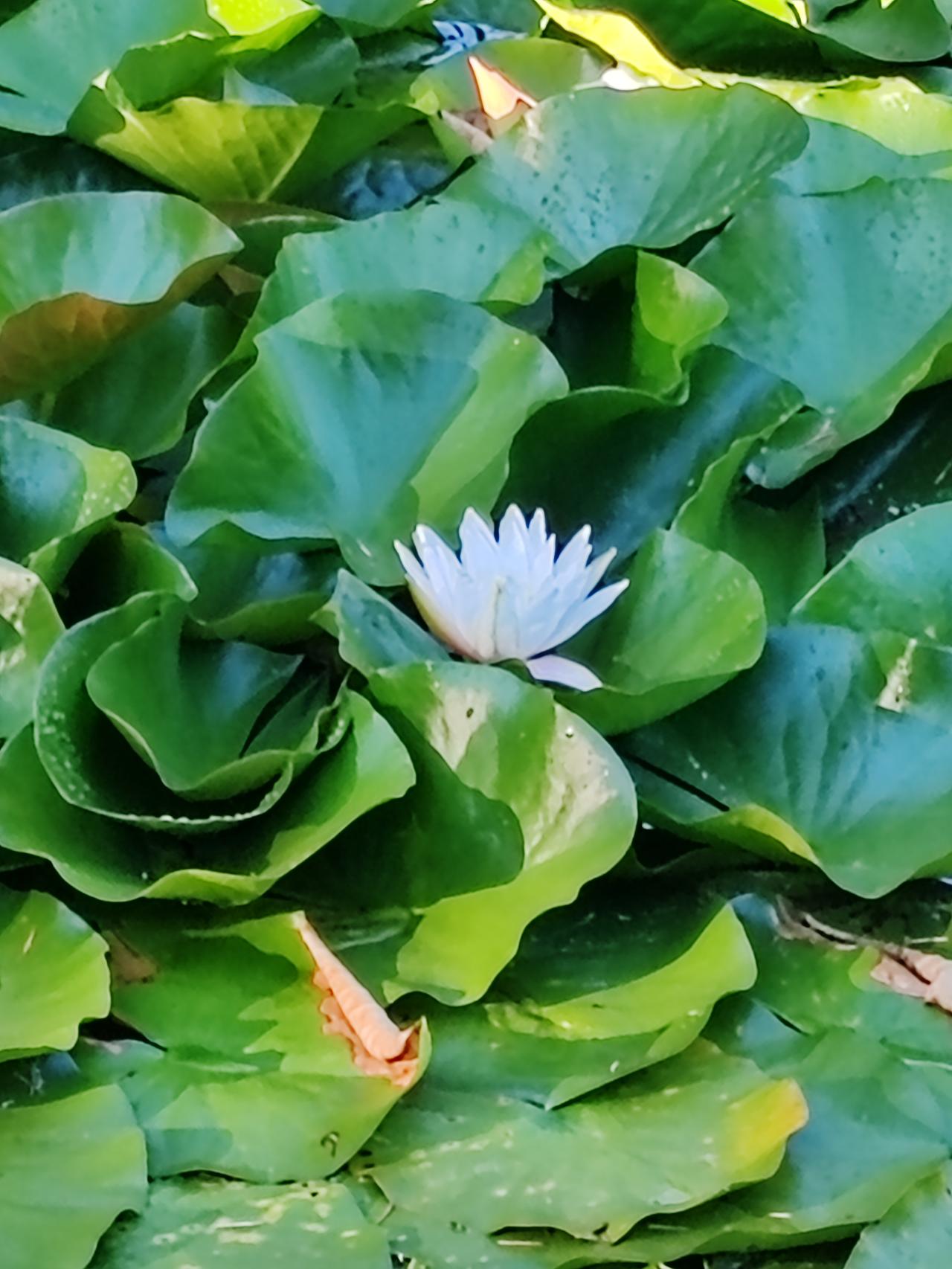 相册里的花花草草《雨后新莲》雨后天温降，新莲经雨出。碧田生华宝，质嫩颜色奇。