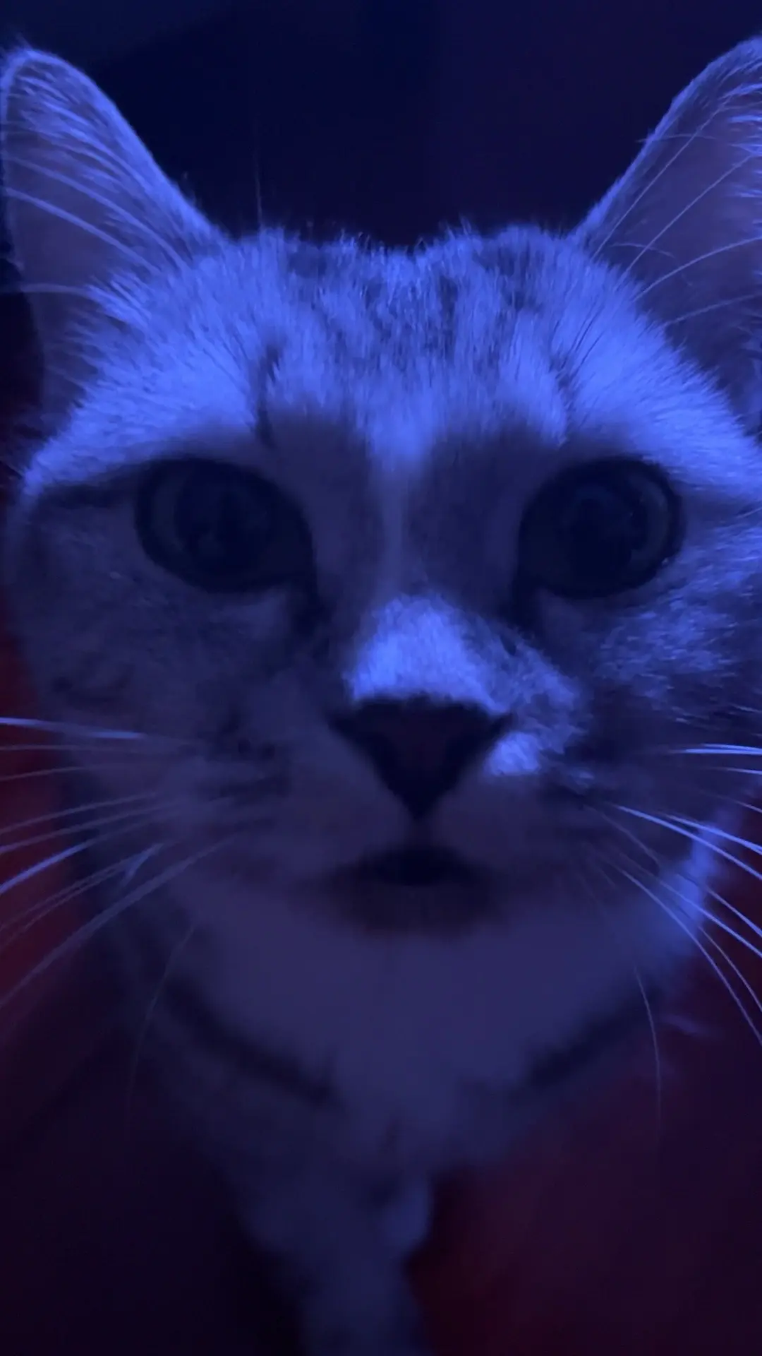 反正也没人看，难得傻瓜看镜头