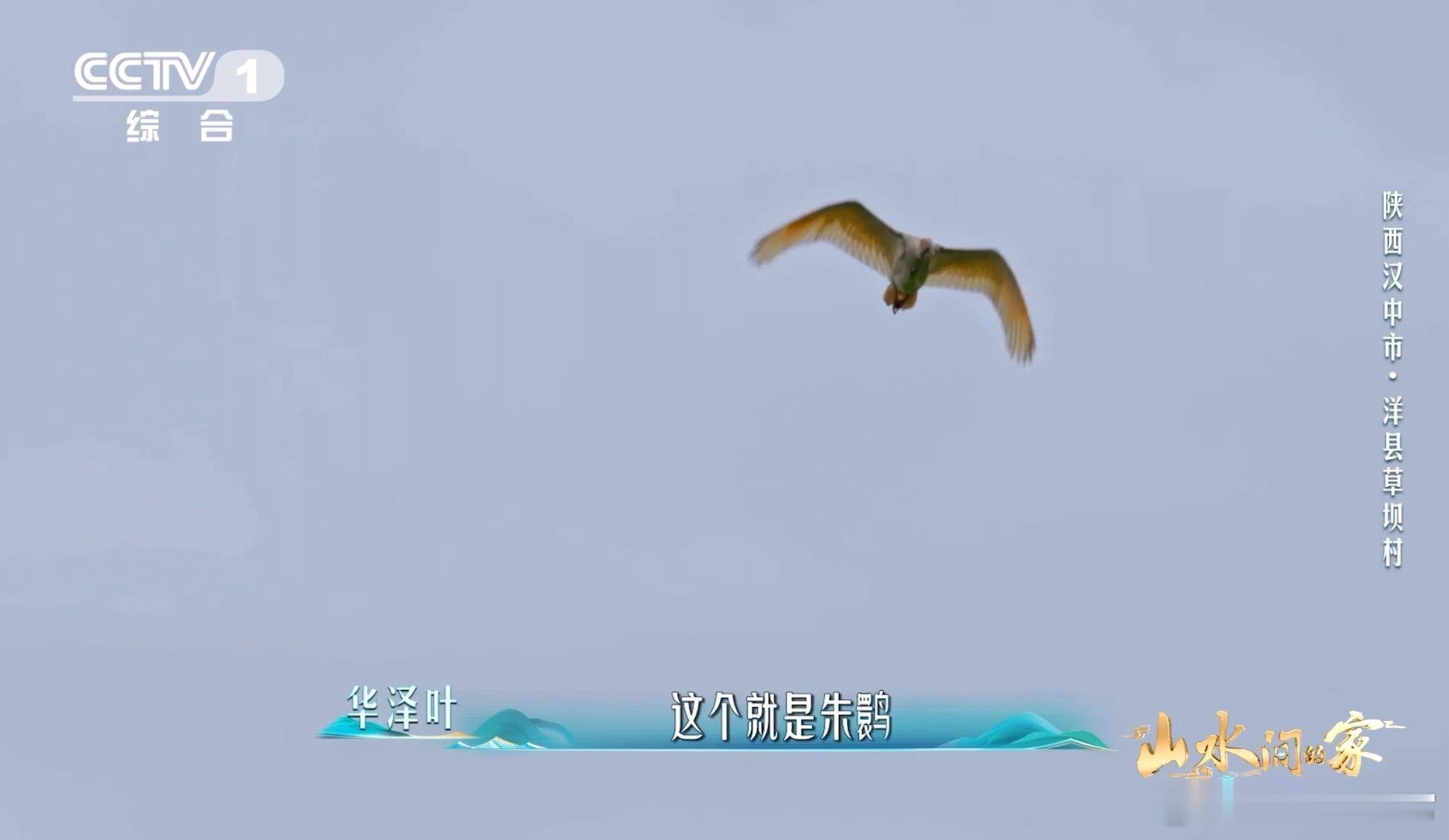 国宝和村民各忙各的村民给干饭国宝留门 田垄上村民弯腰除草，朱鹮踱步找虫吃，连门户