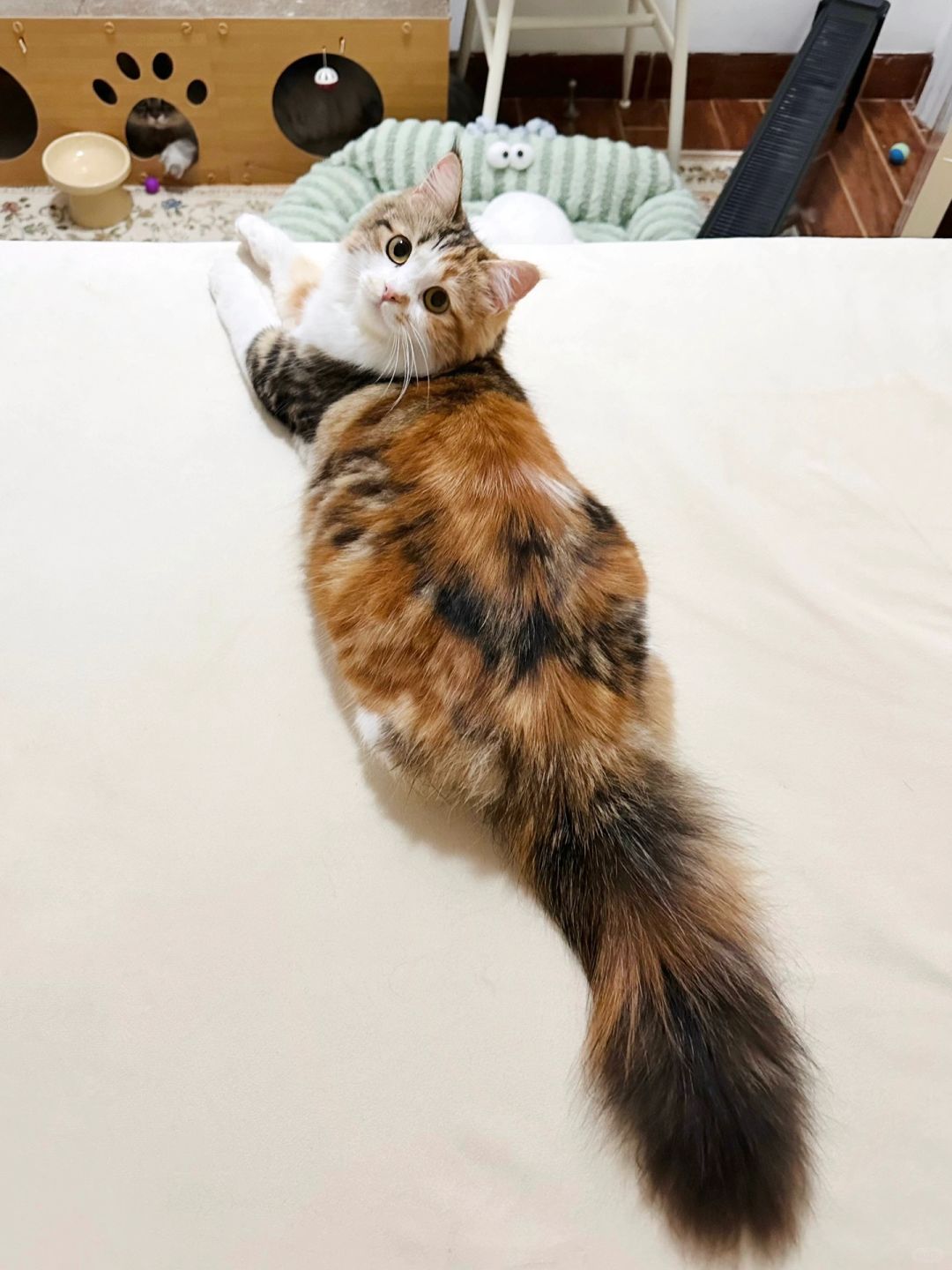 不得不说，有的小猫看背影就是大美女