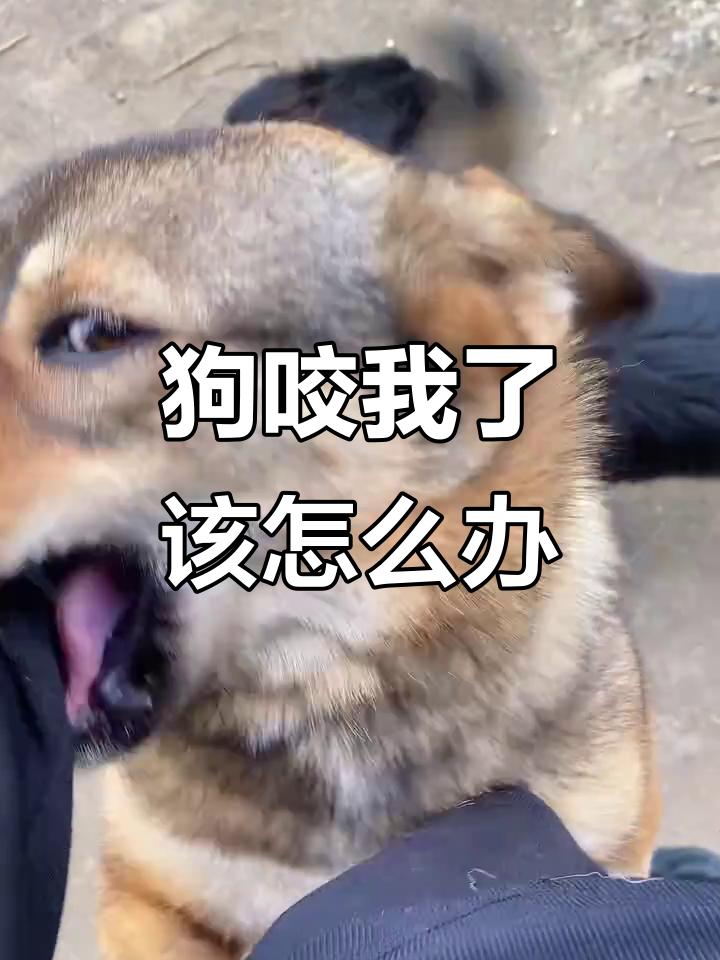 太气人！奶奶沉迷打麻将疏忽带娃，孙女被狗咬险酿大祸
 
婶婶，昨天被儿媳妇打了，