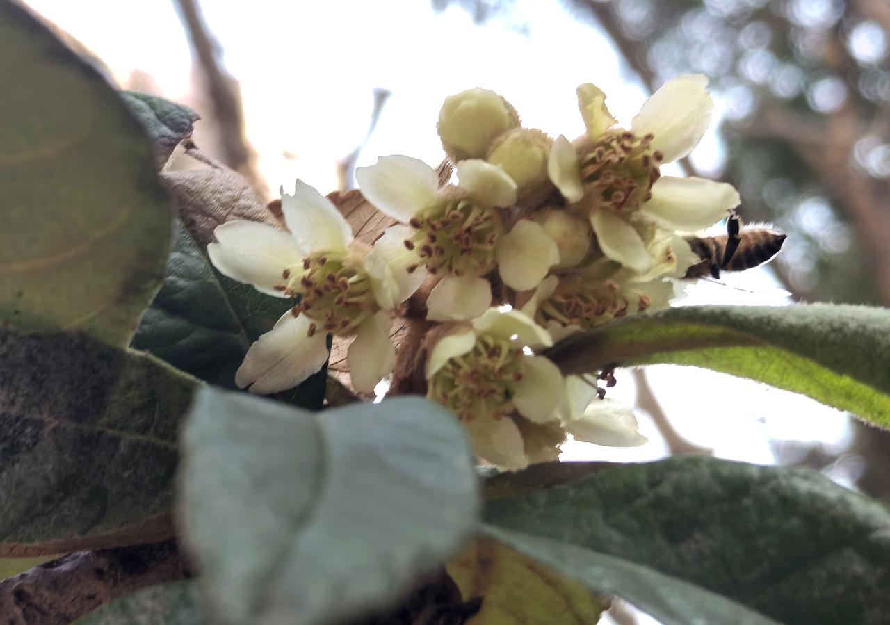 谁说只有梅花香自苦寒来
且看枇杷也是凌寒开