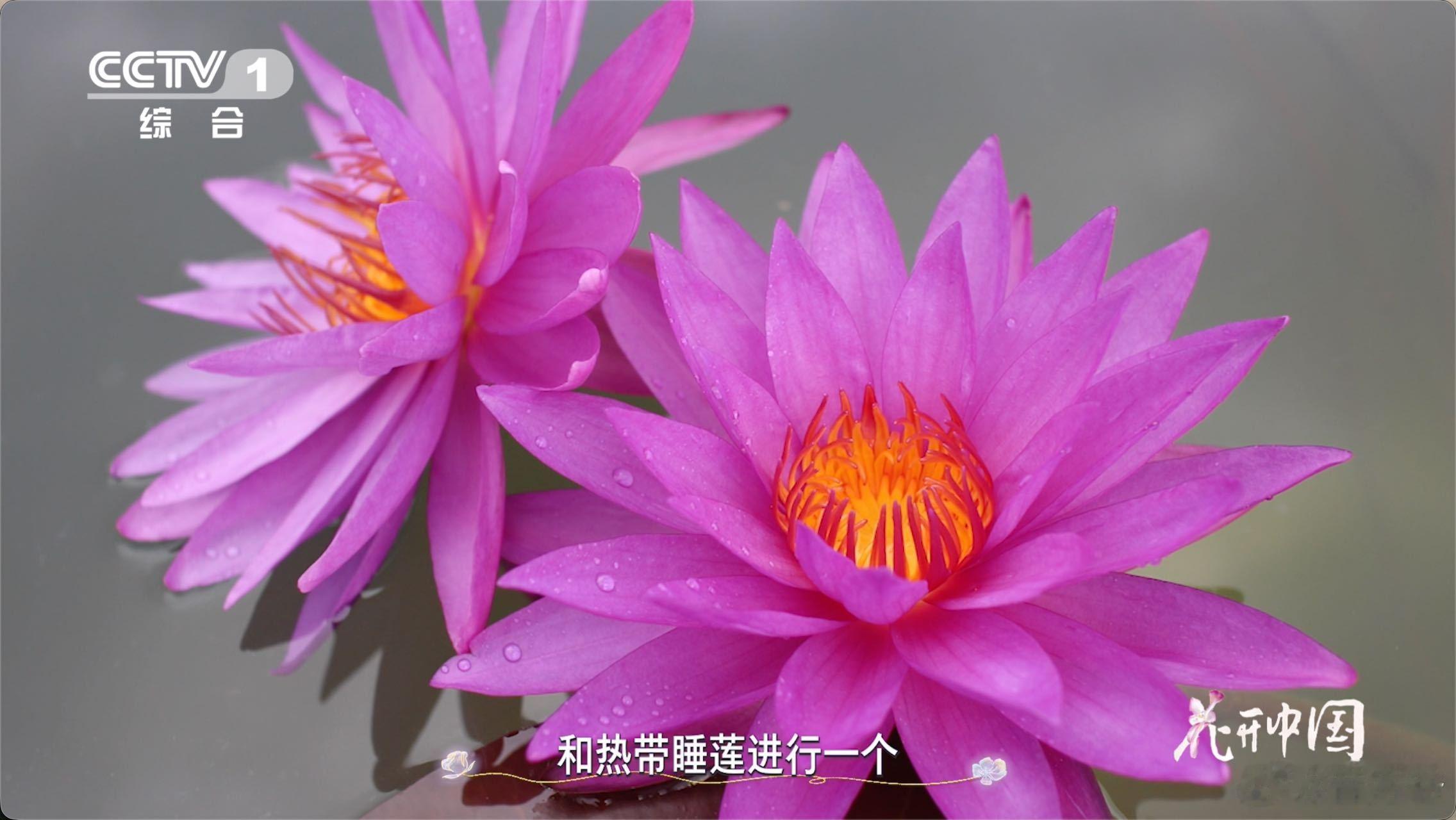 17岁少年在家种出冠军睡莲不怕冷也不怕热的花 17岁的年纪就育出世界冠军睡莲，这