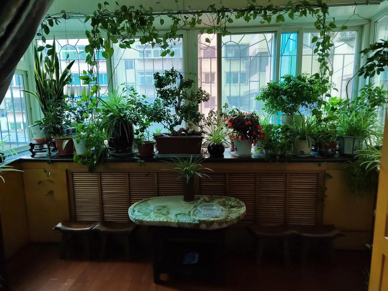 马上东北进入寒冬了，万木萧瑟的时节，我努力把小家打造成绿意盎然的一方天地…人活着