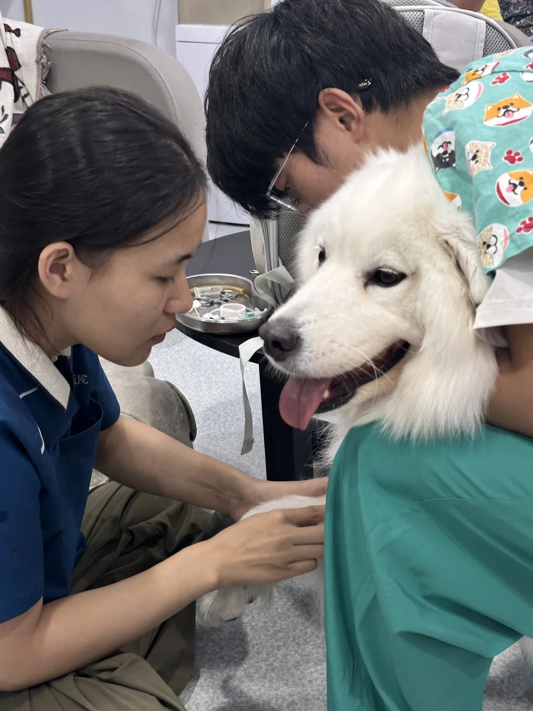 三岁大型母犬年度体检分享