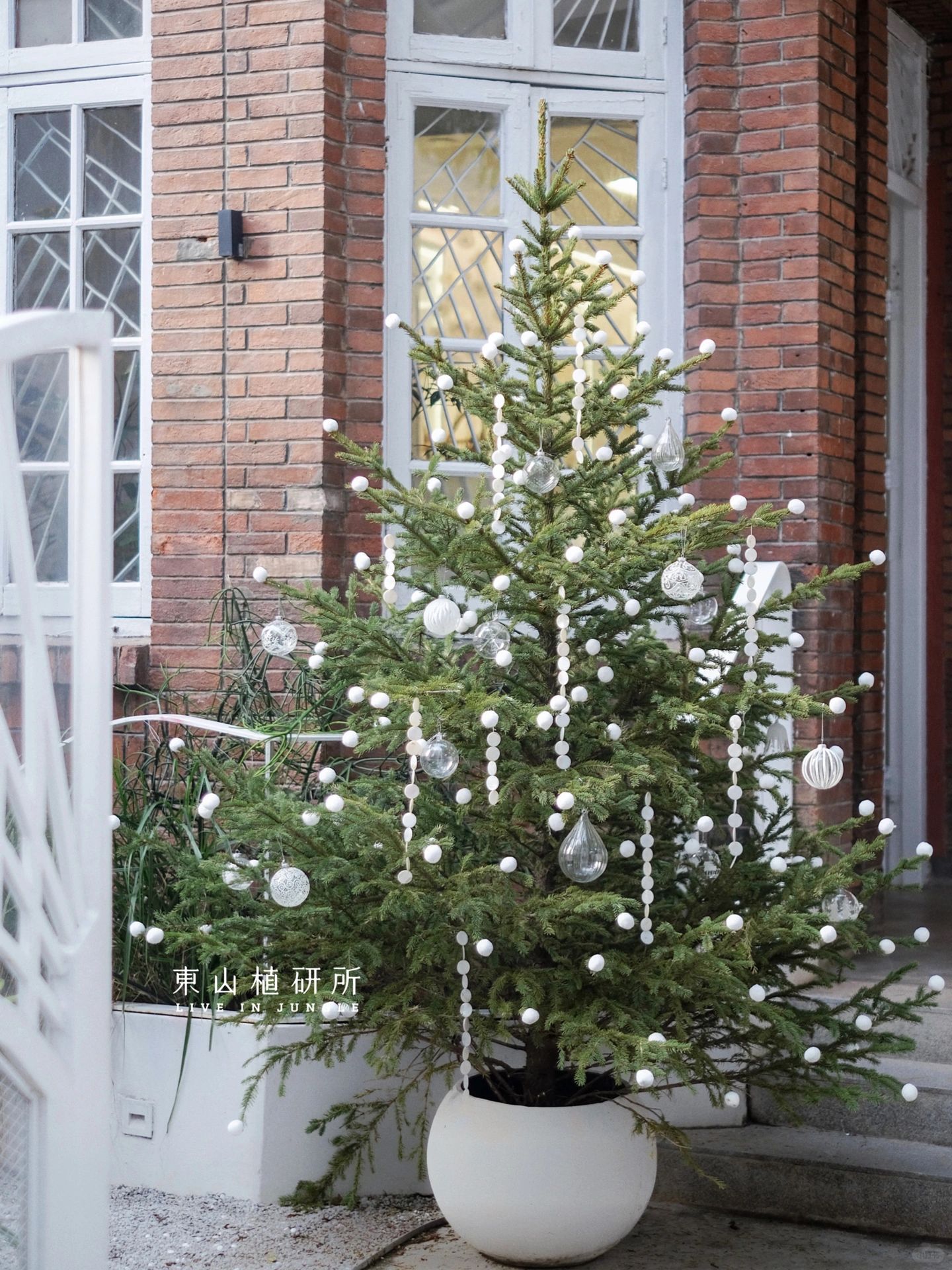 🎄简约清新不失氛围感的贝壳圣诞树