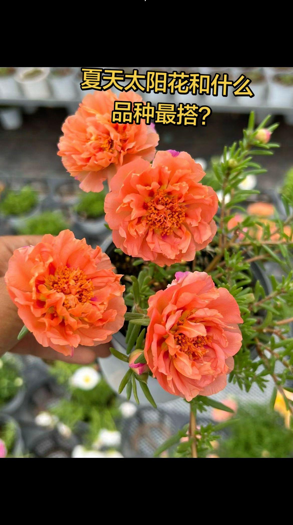 夏天太阳花和什么品种最搭？单瓣重瓣 太阳花 重瓣太阳花 拍花也是一种自愈